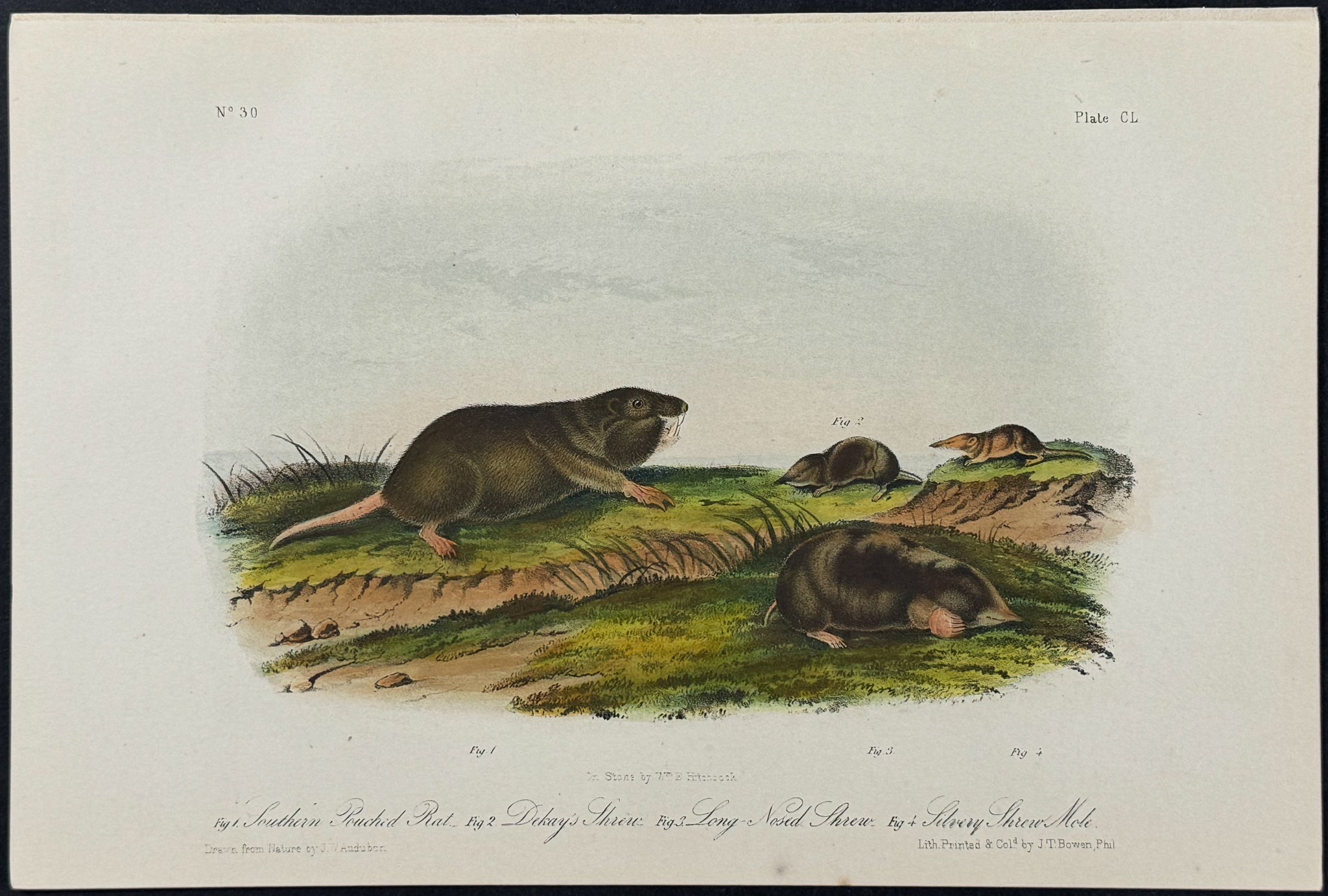 Southern Pouched Rat, Dekay's Shrew, Long-Nosed Shrew, & Silvery Shrew Mole