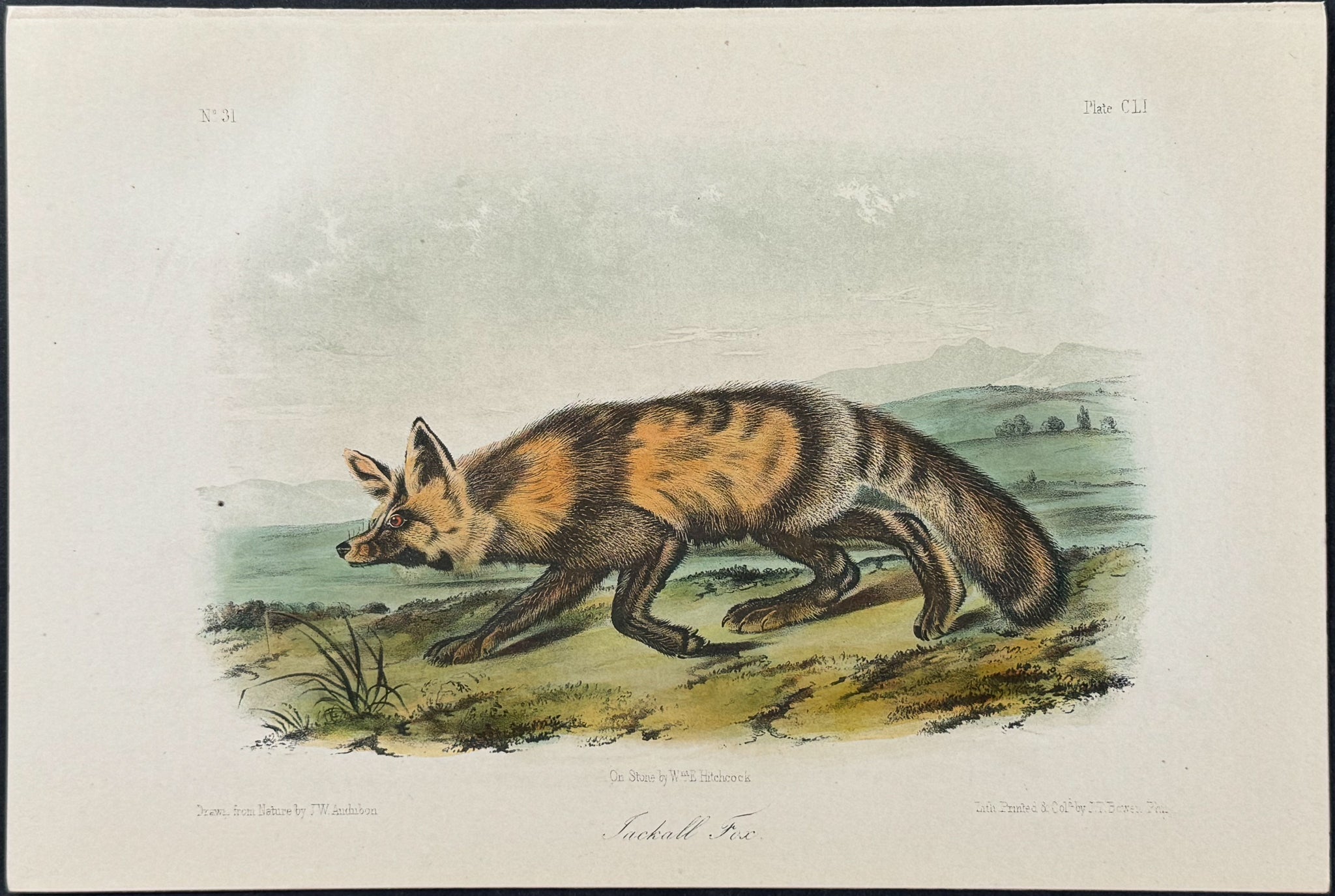 Jackall Fox