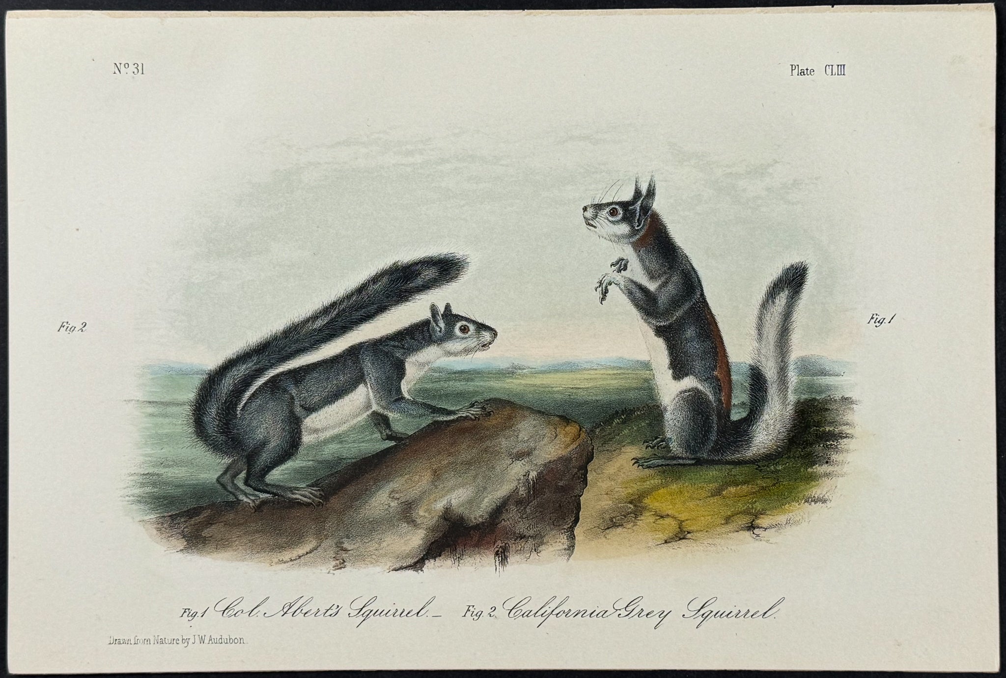 Col. Abert's Squirrel and California Grey Squirrel
