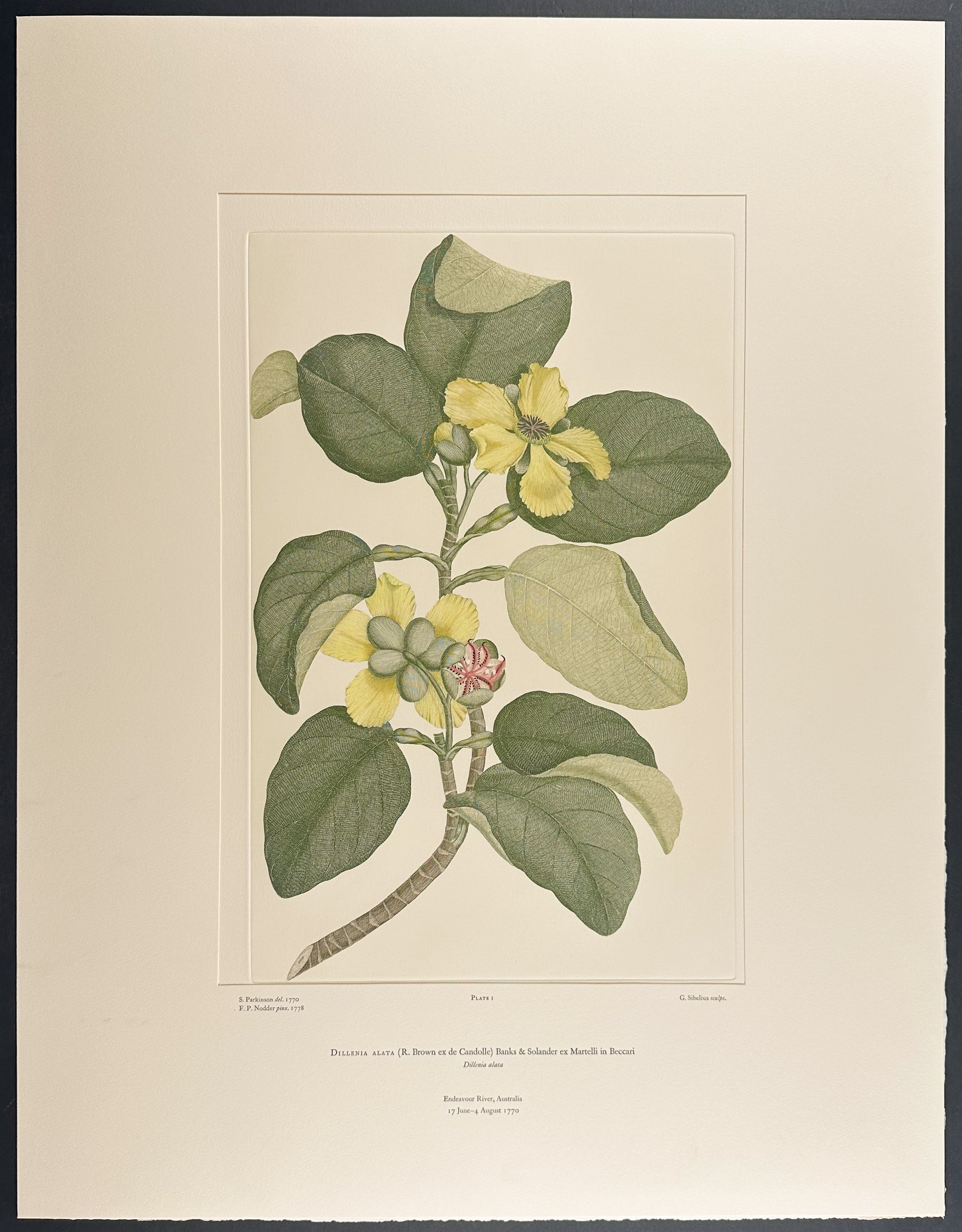 Red Beech, Golden Guinea Tree [Dillenia alata]