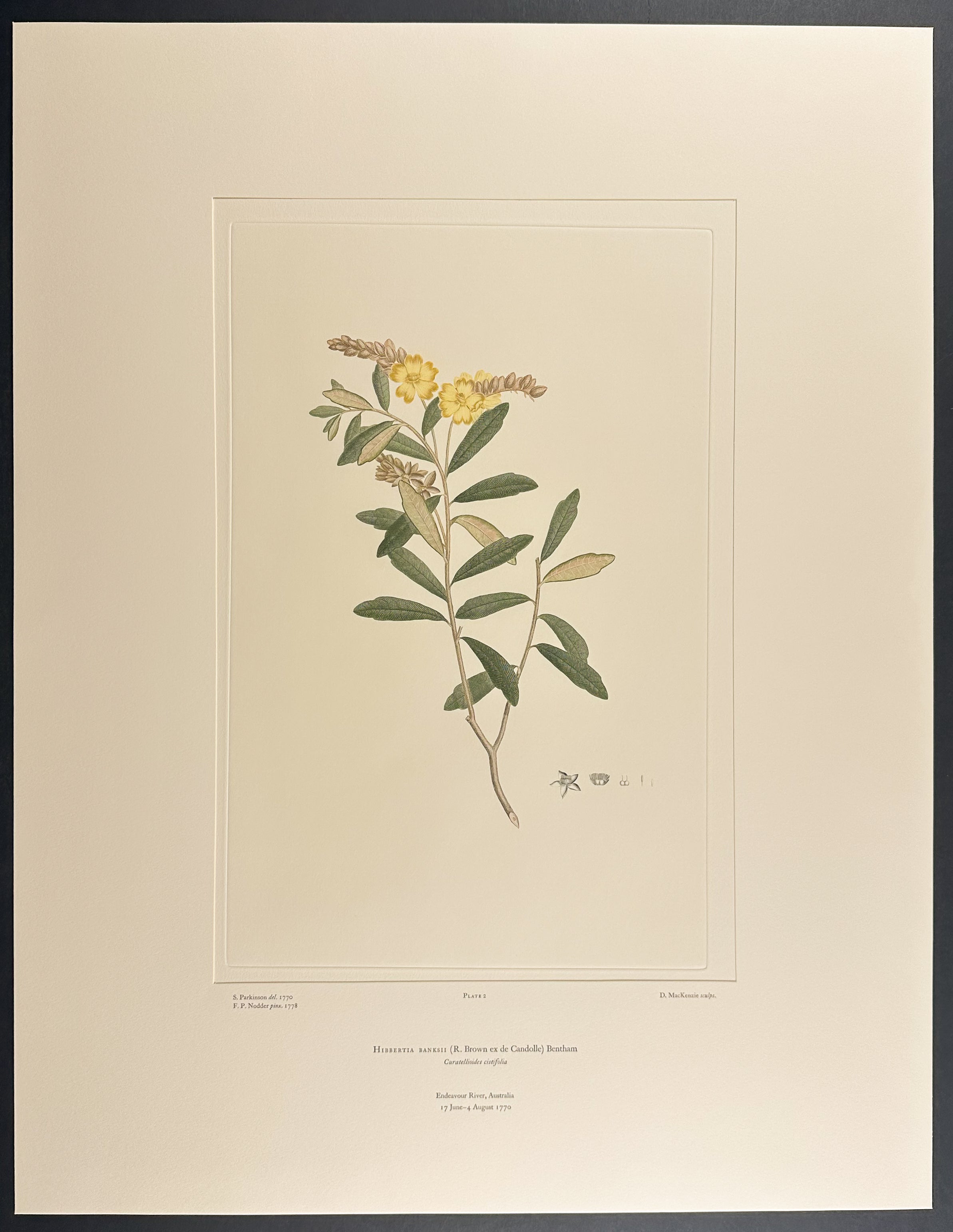 Rusty Guinea Flower [Hibbertia banksii]