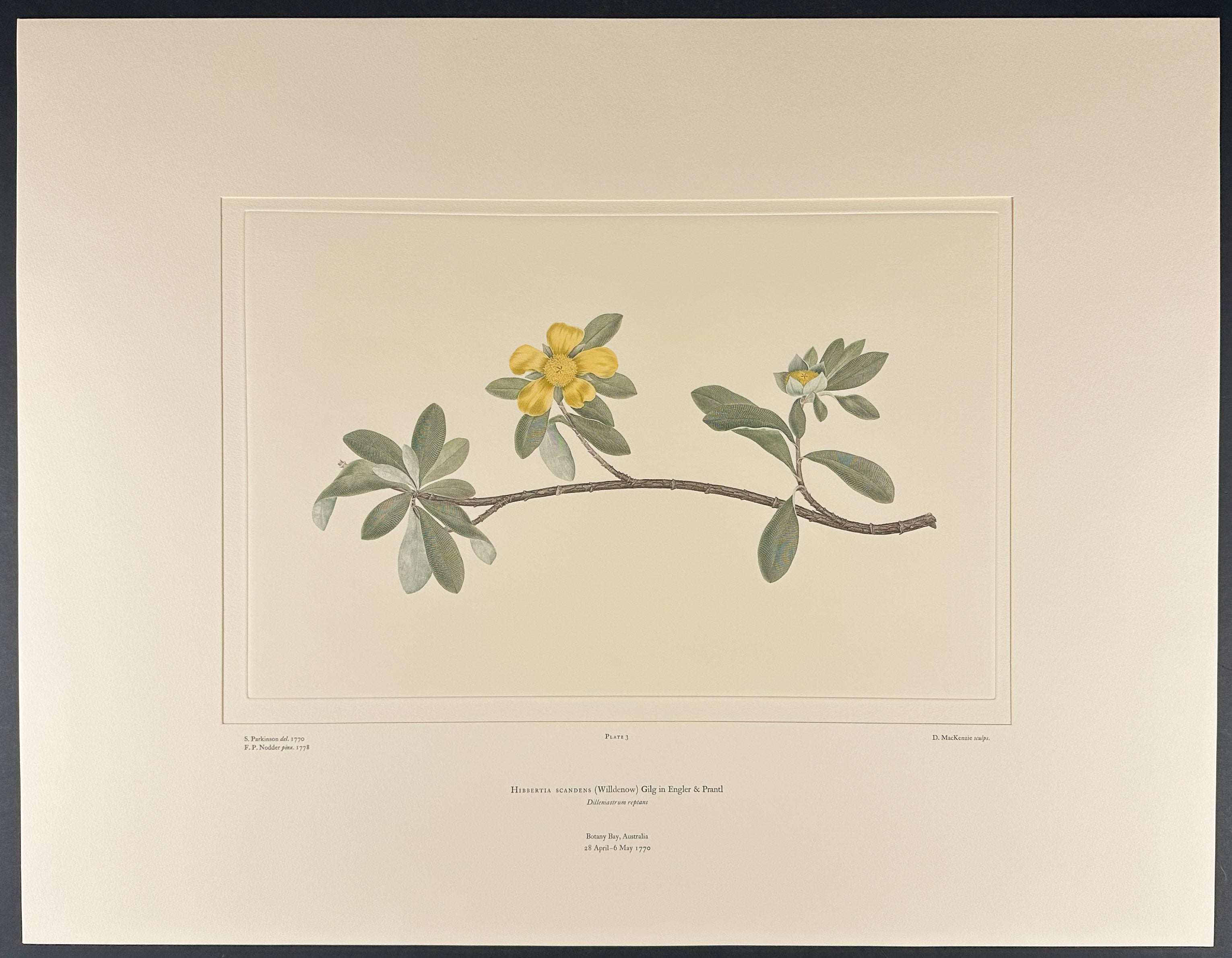 Climbing Guinea Flower, Snake Vine, Golden Guinea Vine [Hibbertia scandens]