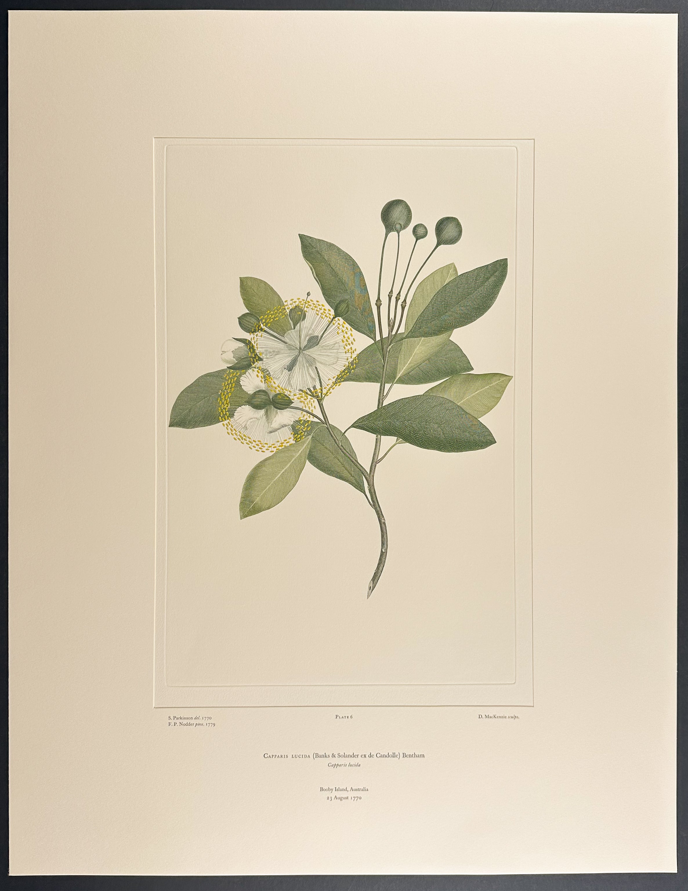 Coast Caper [Capparis lucida]