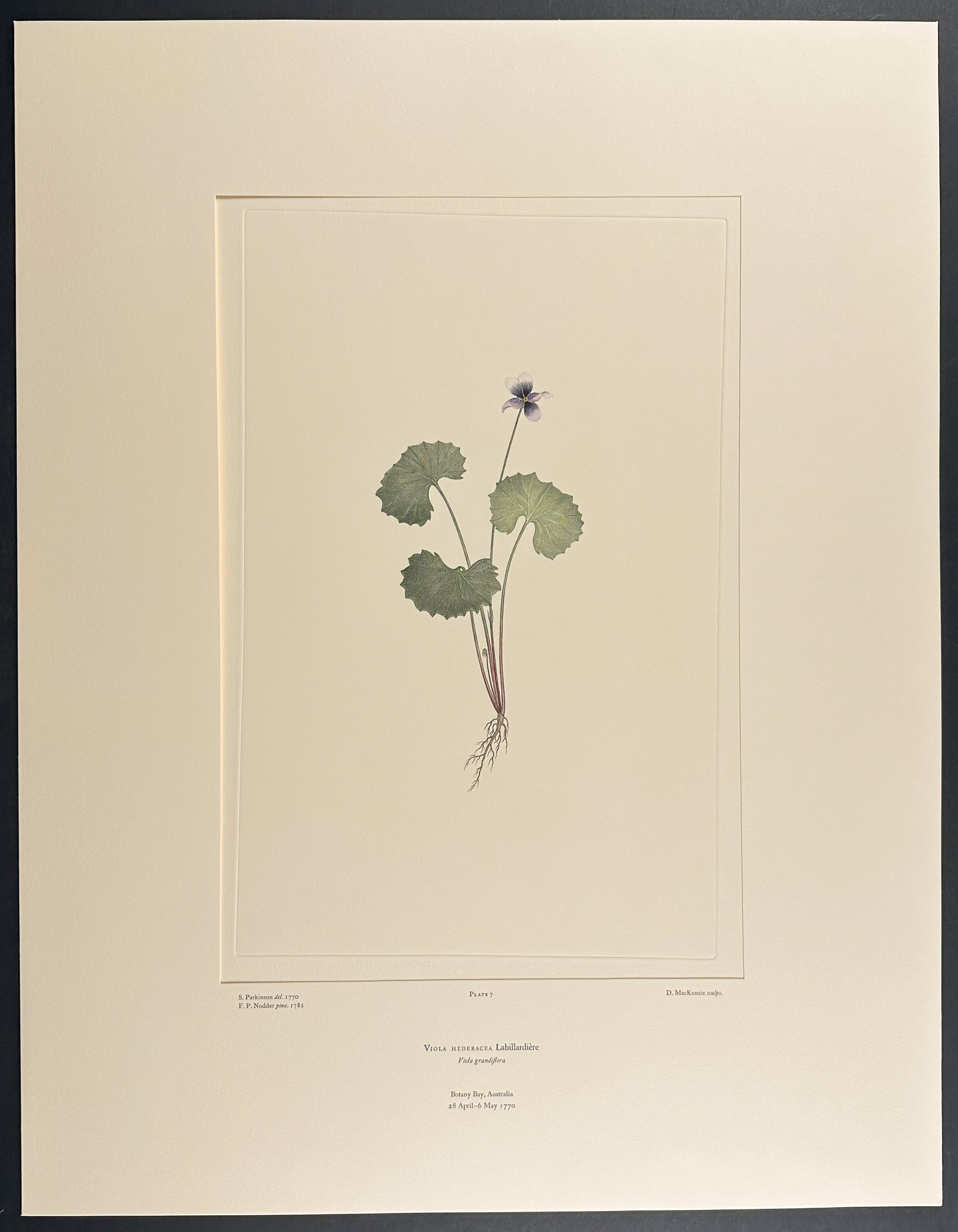 Native Violet, Ivy-Leaved Violet [Viola hederacea]