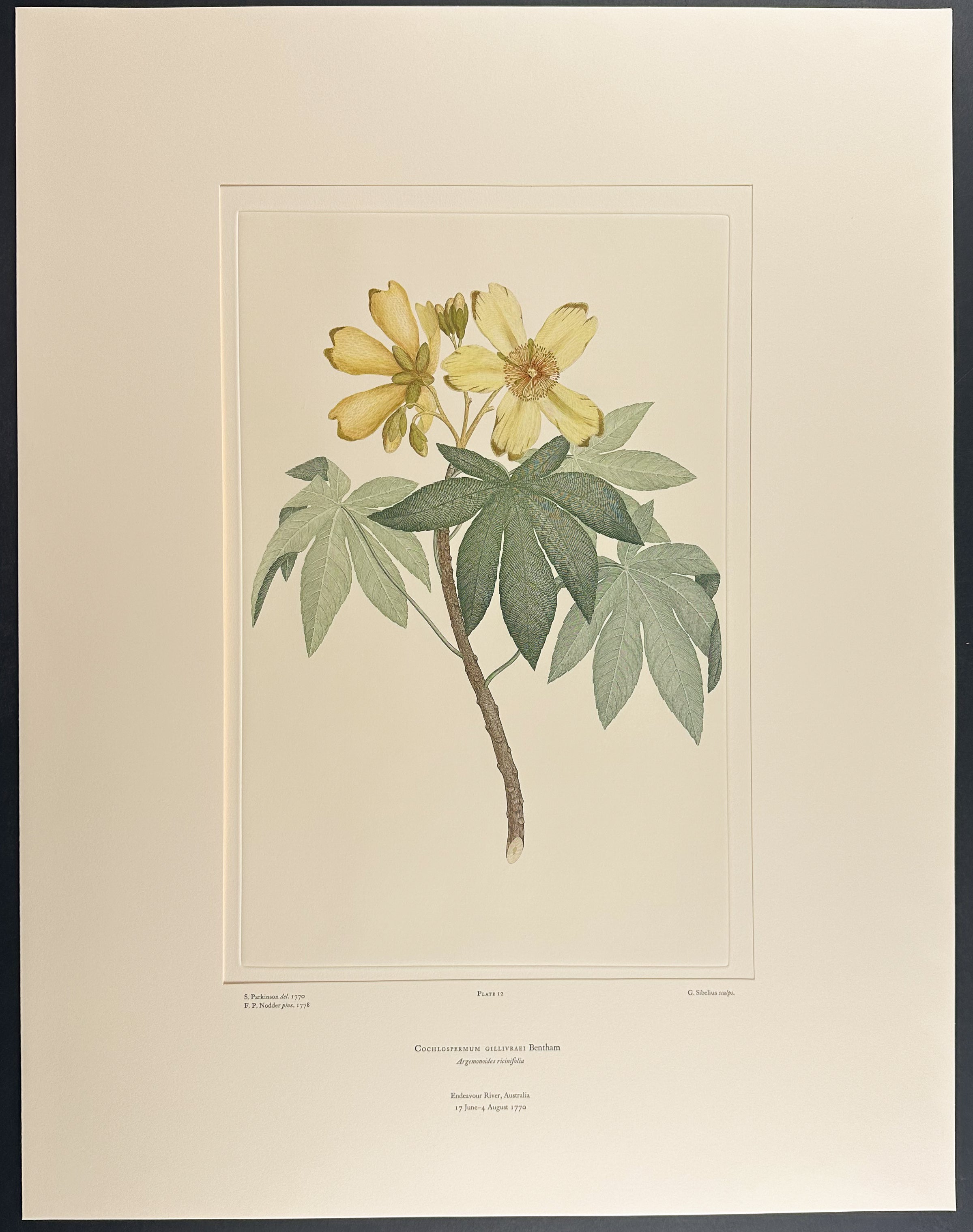 Kapok Tree, Golden Cotton Tree [Cochlospermum gillivraei]