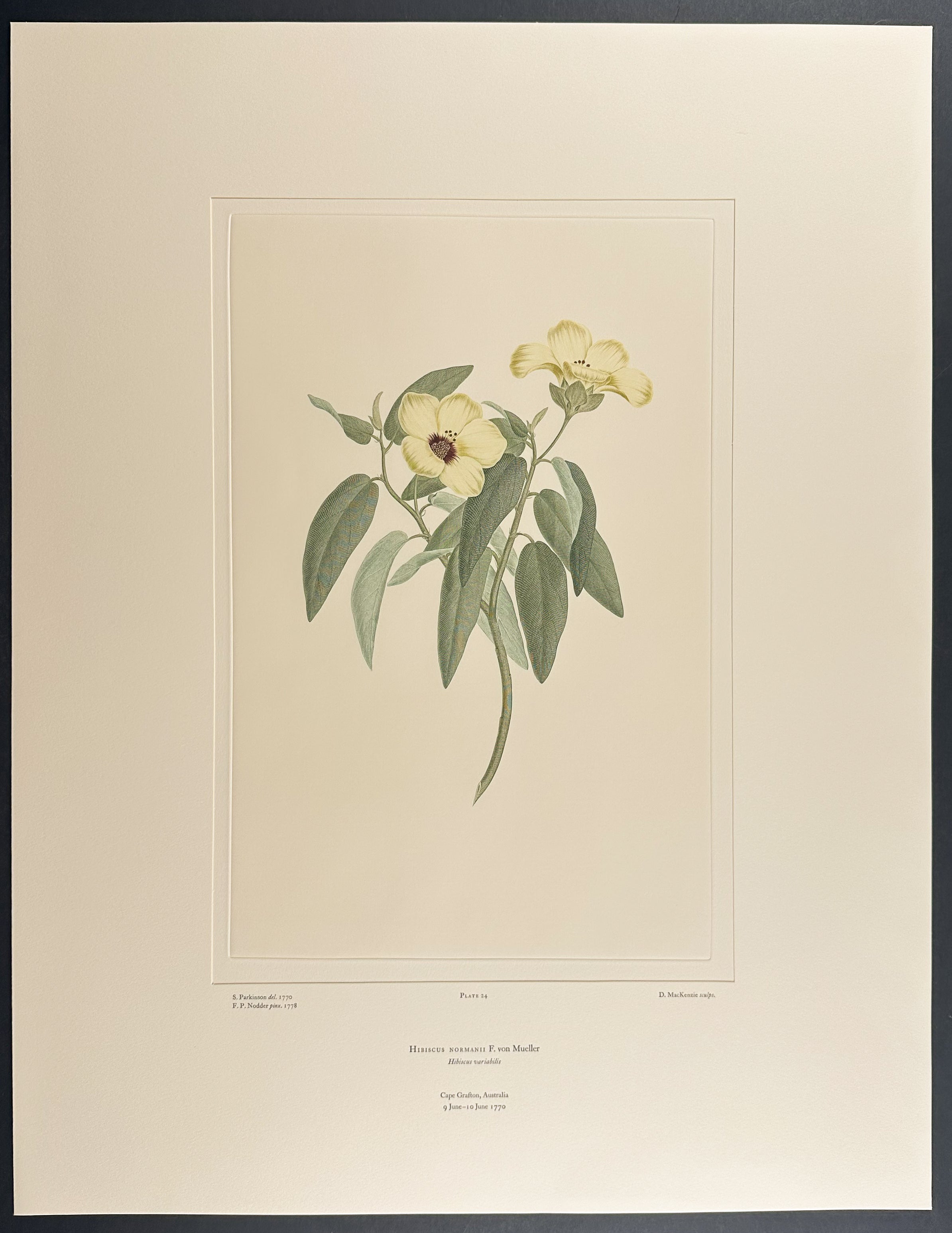 Norman's Hibiscus [Hibiscus normanii]