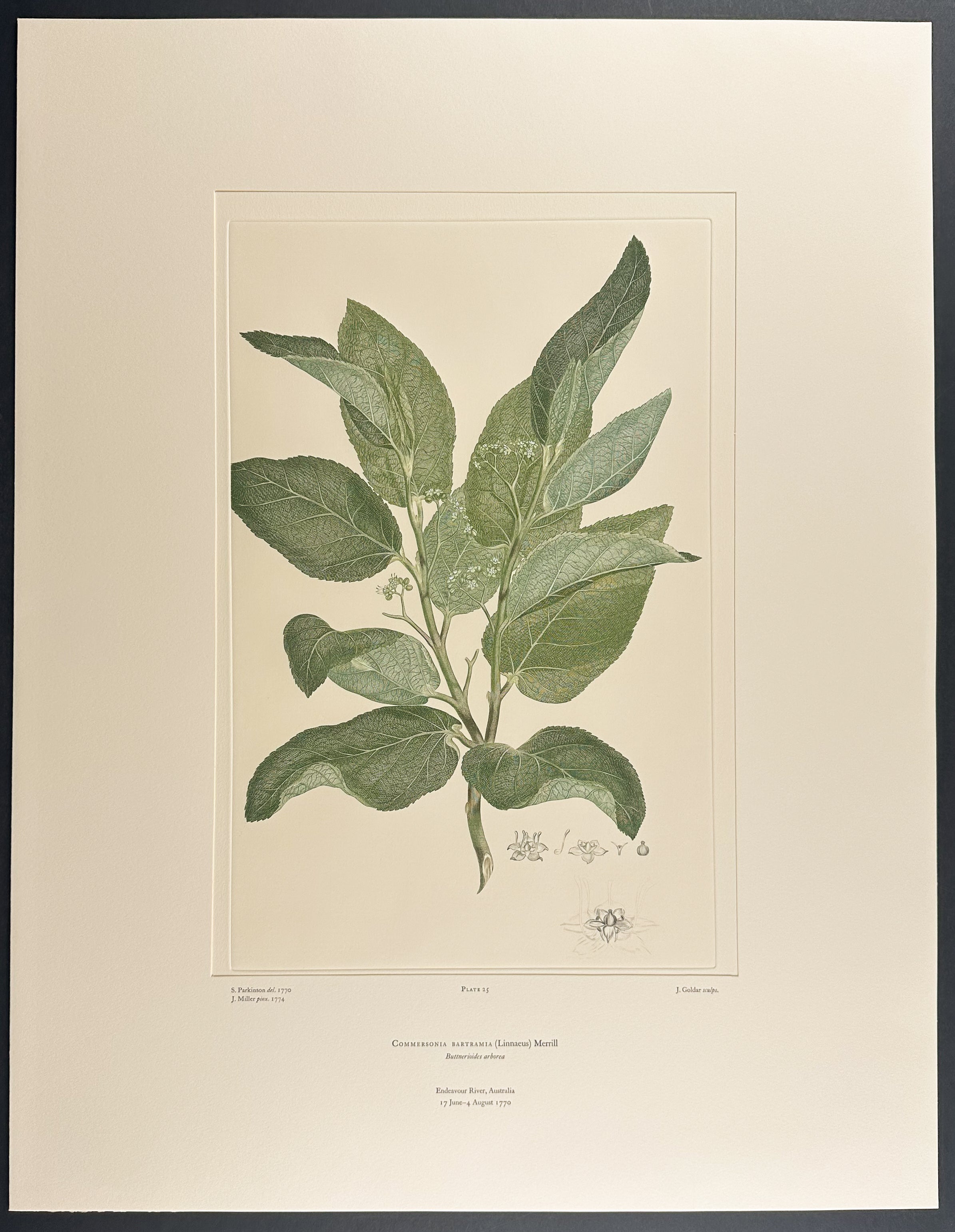 Brown Kurrajong, Scrub Brush [Commersonia bartramia]