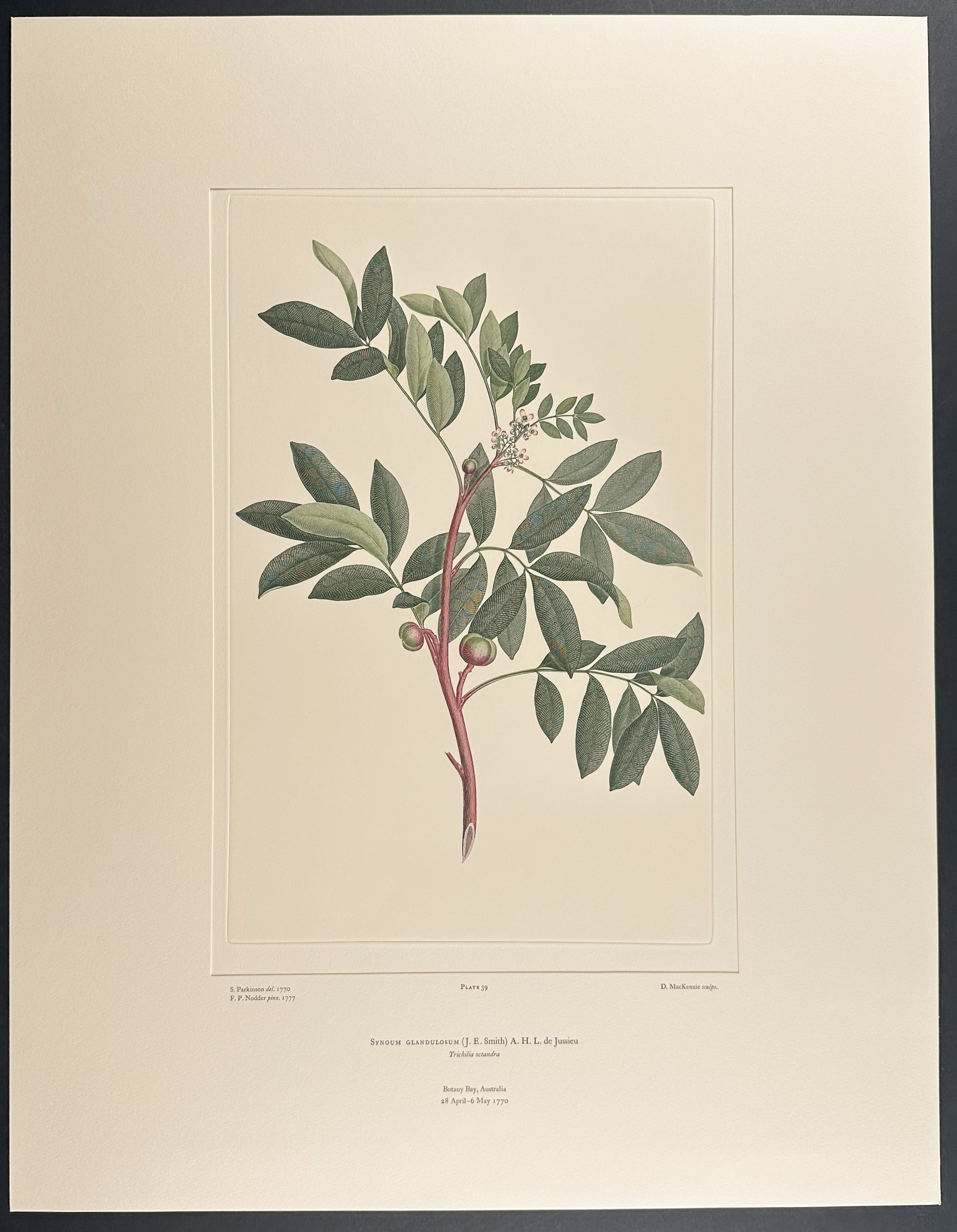 Vandasia Vine [Vandasia retusa]