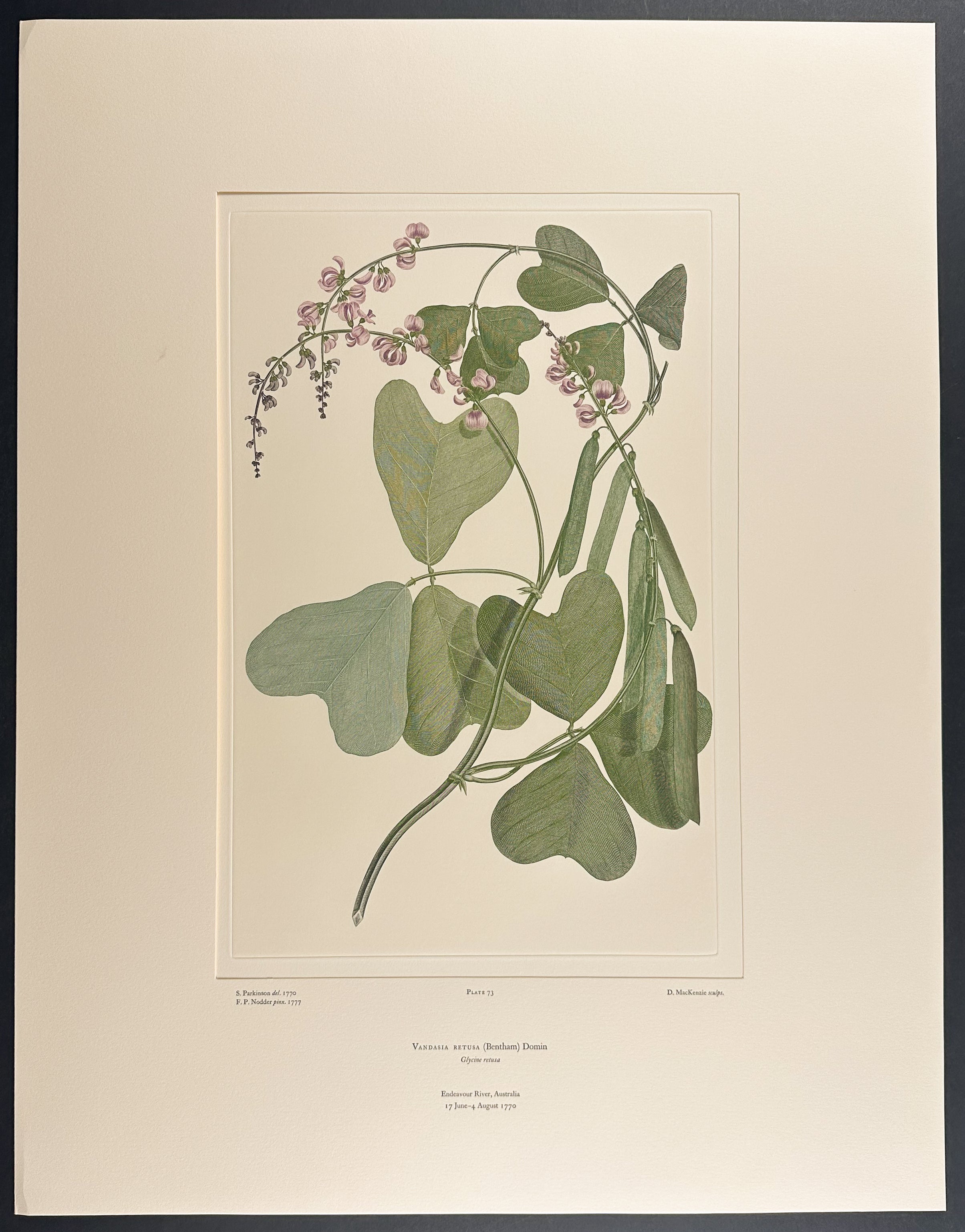 Dusky Coral Pea [Kennedia rubicunda]