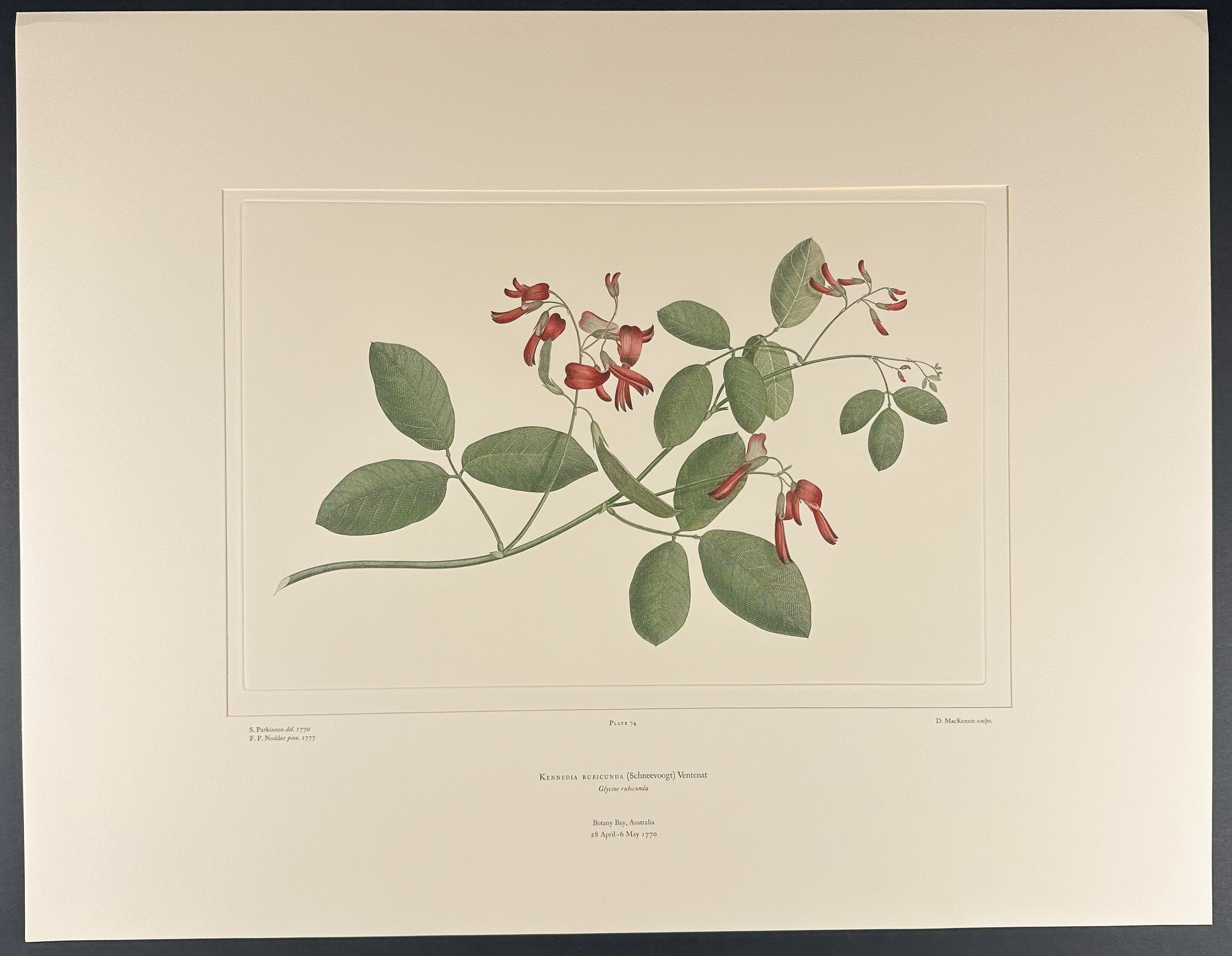 Bat's Wing Coral Tree, Bean Tree [Erythrina vespertilio]