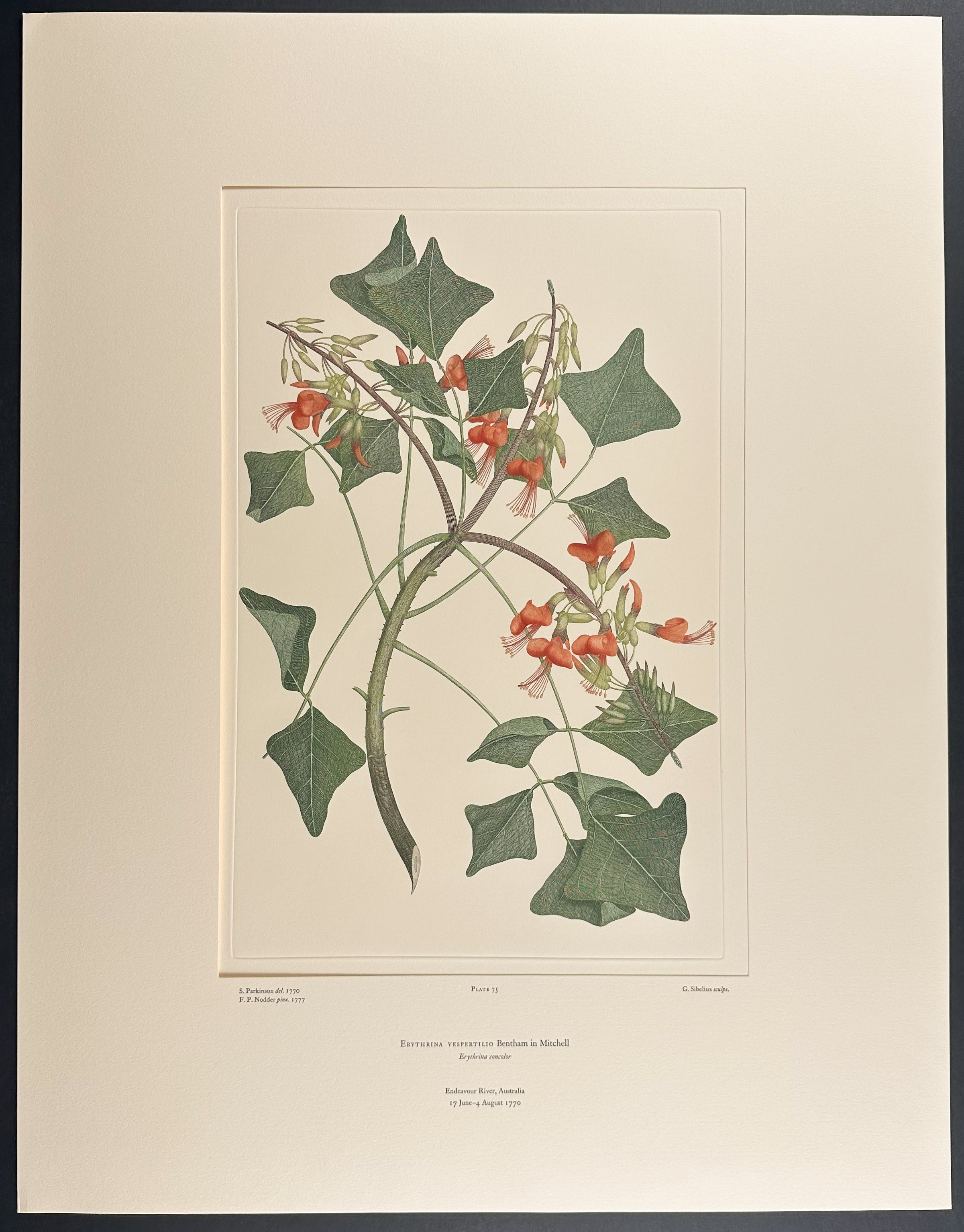 Burny Bean, Giant Cow-Itch [Mucuna gigantea]