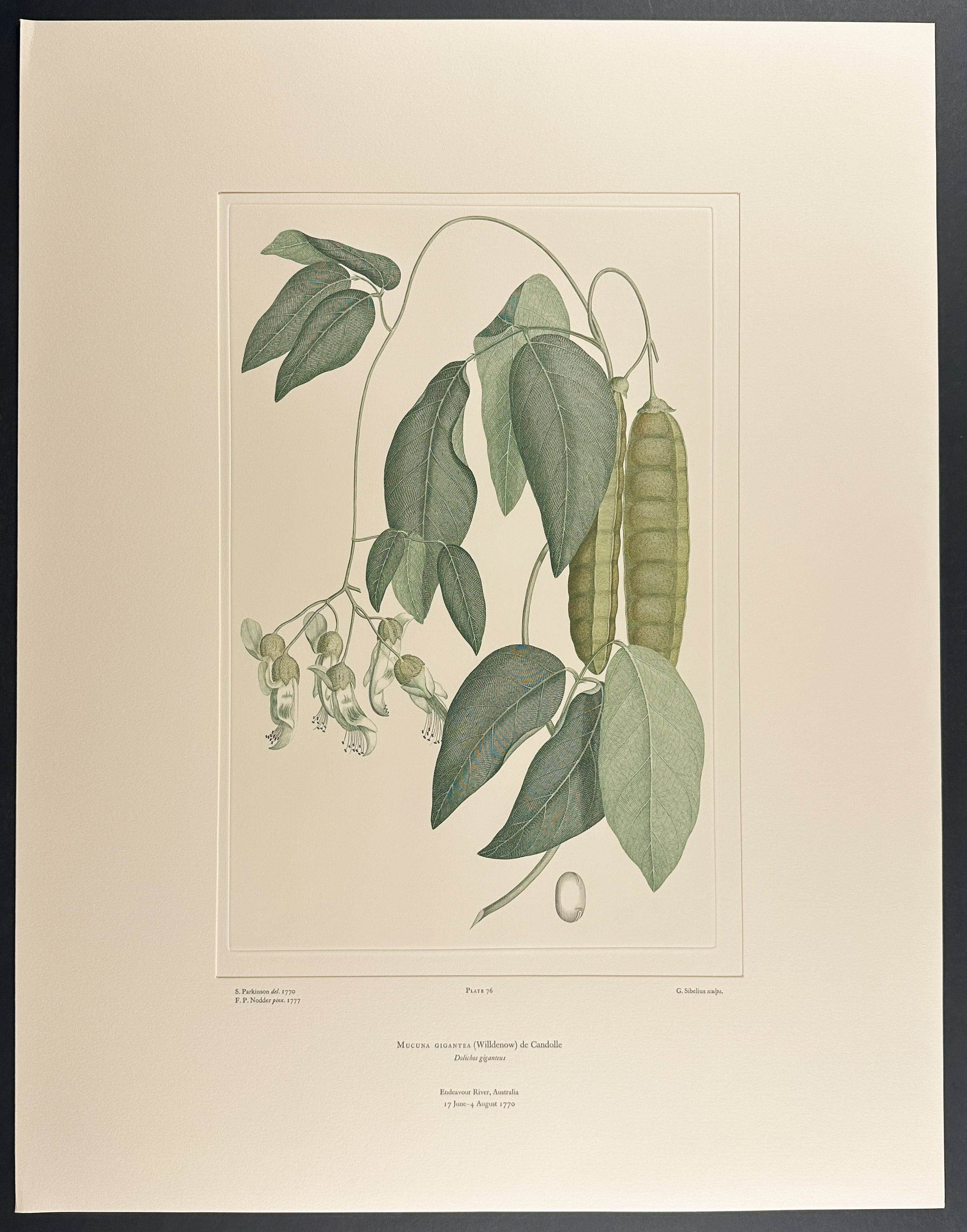 Coastal Jack Bean, Seaside Bean [Canavalia rosea]