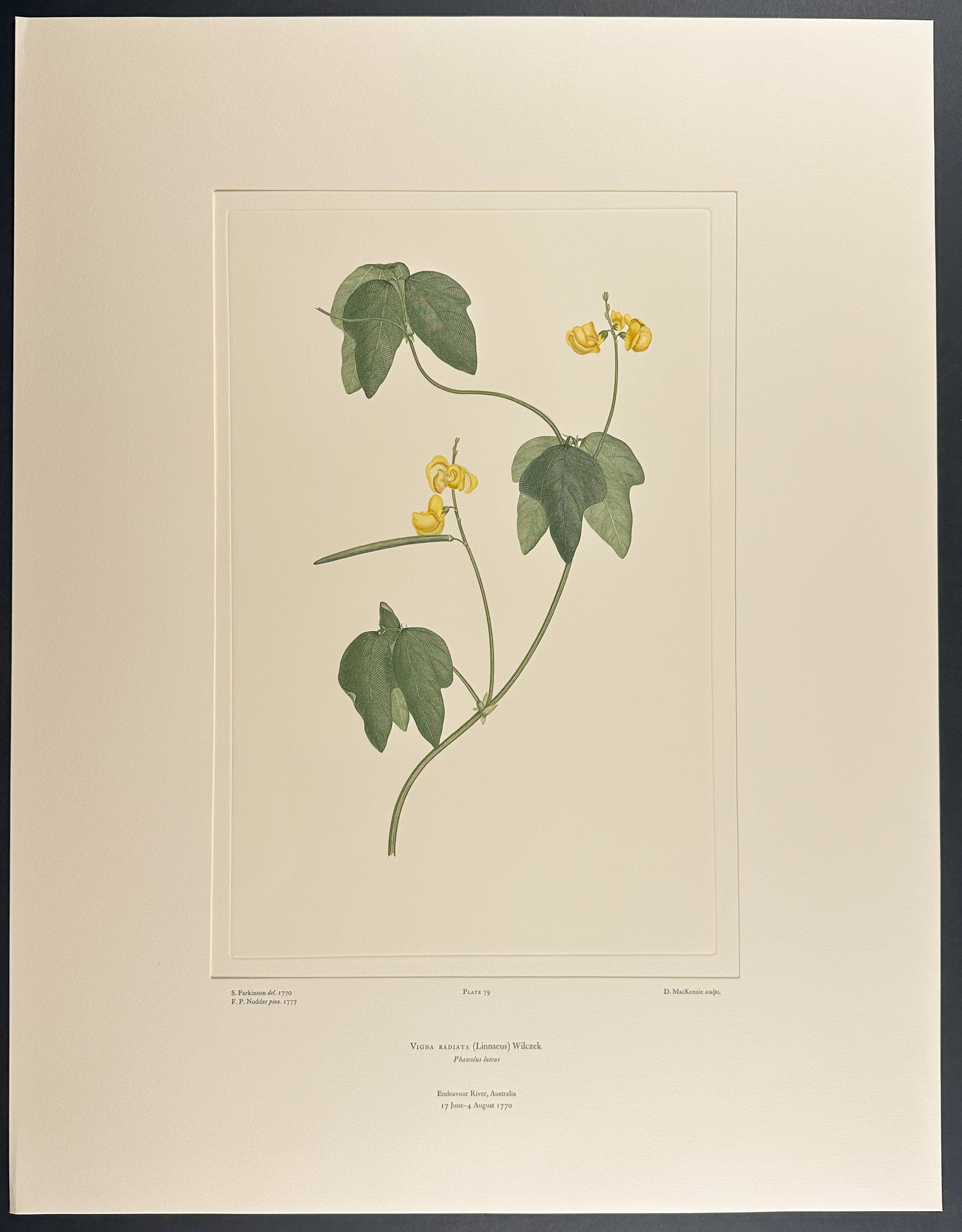 Wild Cowpea, Zombi Pea [Vigna vexillata]