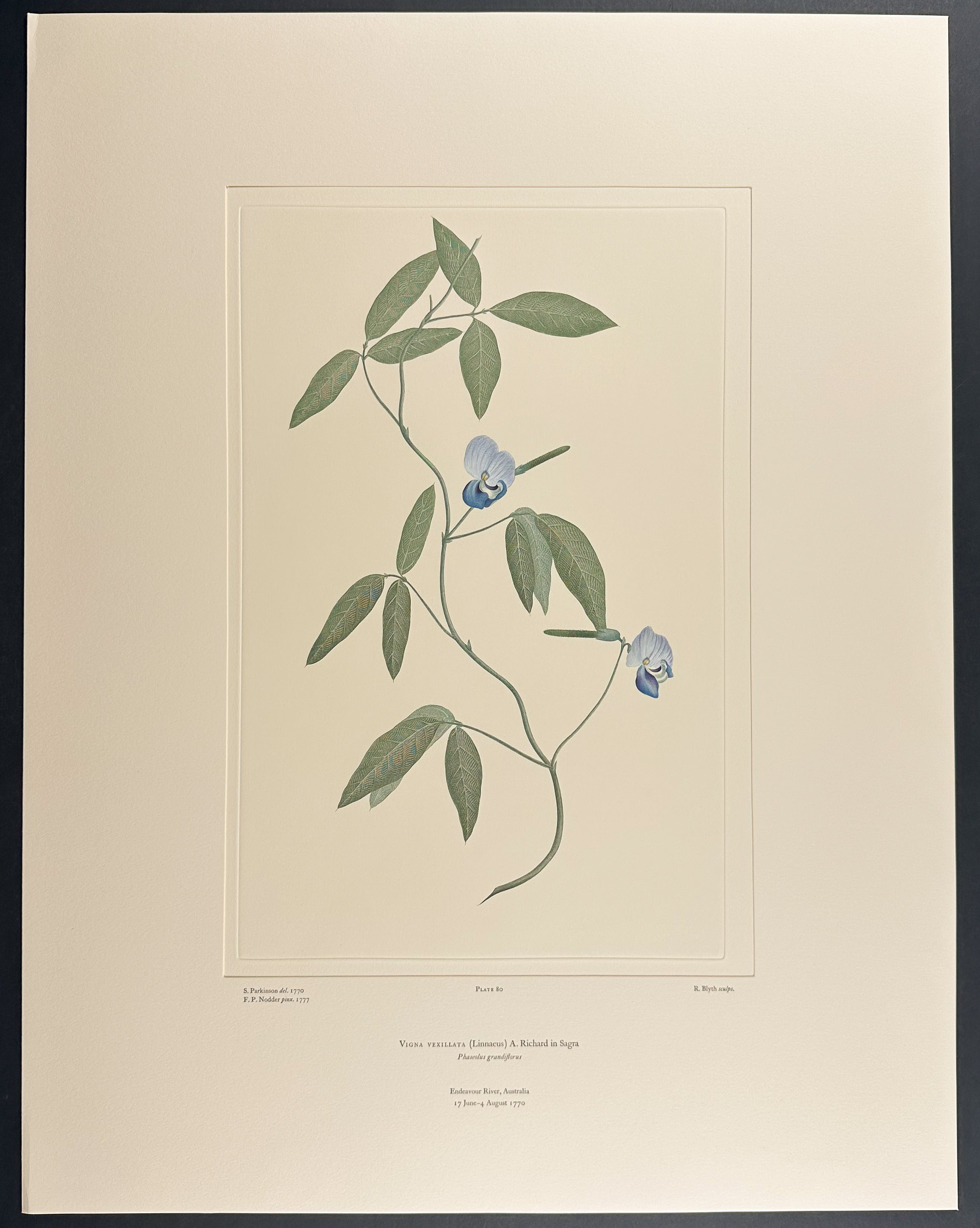 Cajanus Reticulatus (Pigeon Pea Relative) [Atylosia reticulata]