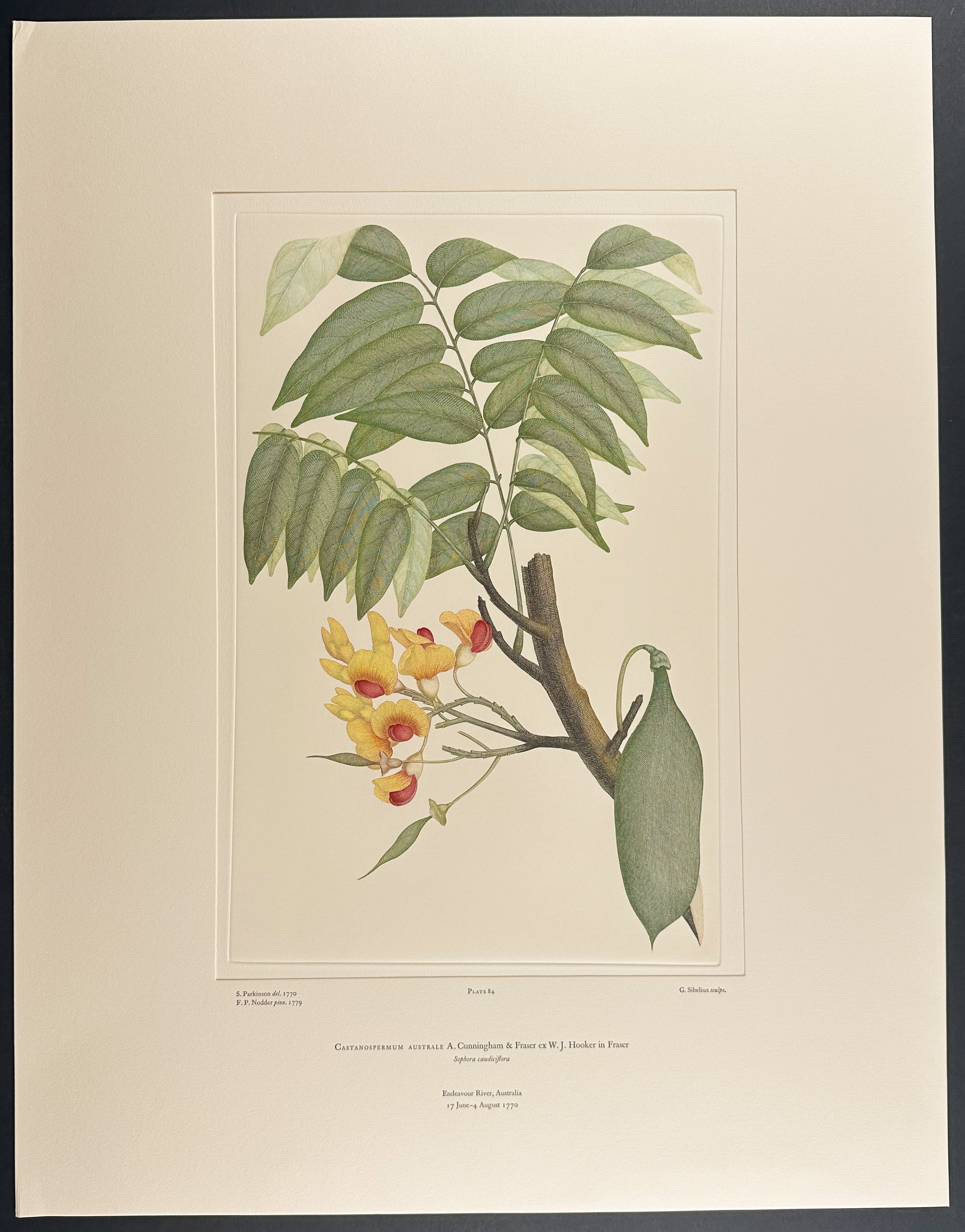Moreton Bay Chestnut, Black Bean [Castanospermum australe]