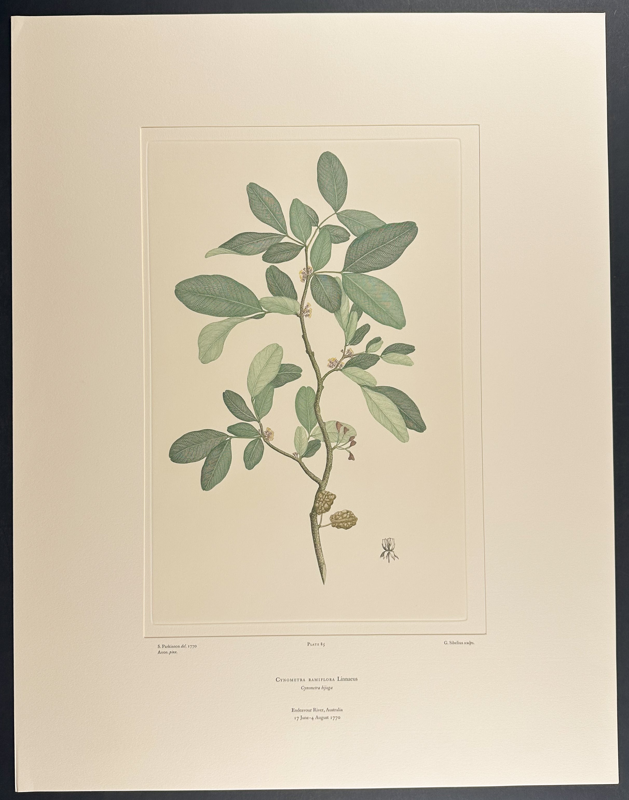 Katakura, Myrtle-Leaved Cynometra [Cynometra ramiflora]