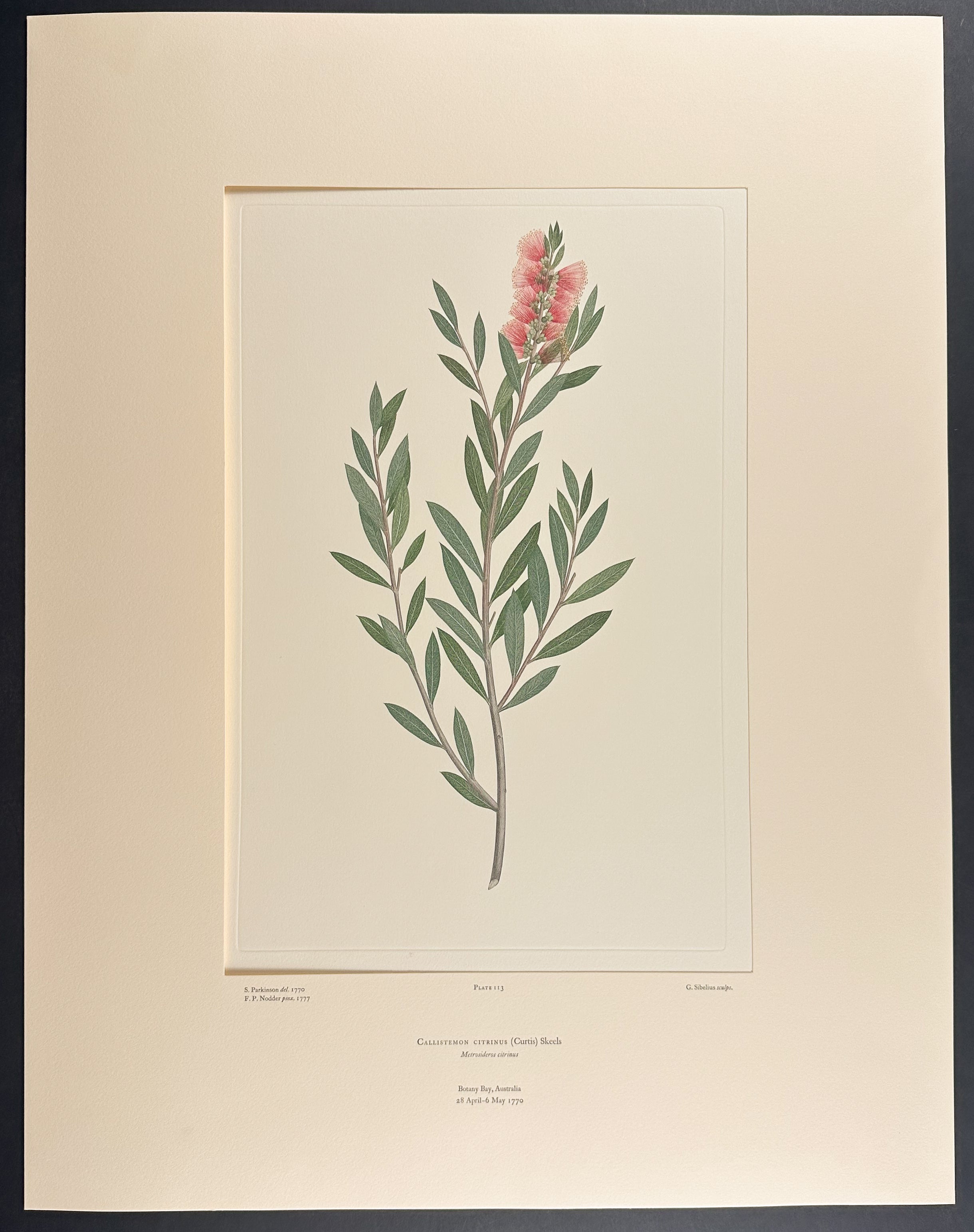 Crimson Bottlebrush [Callistemon citrinus]