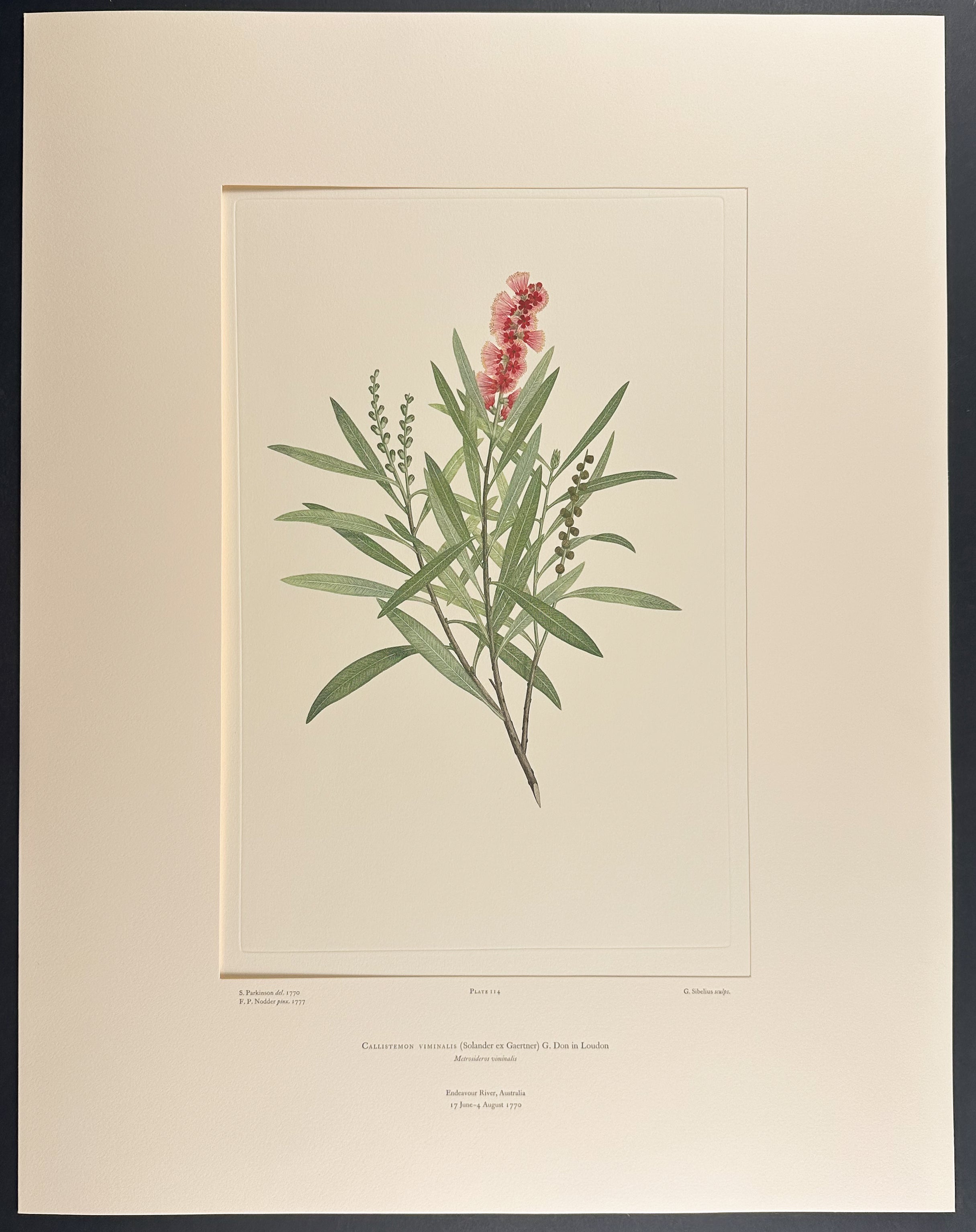 Weeping Bottlebrush [Callistemon viminalis]