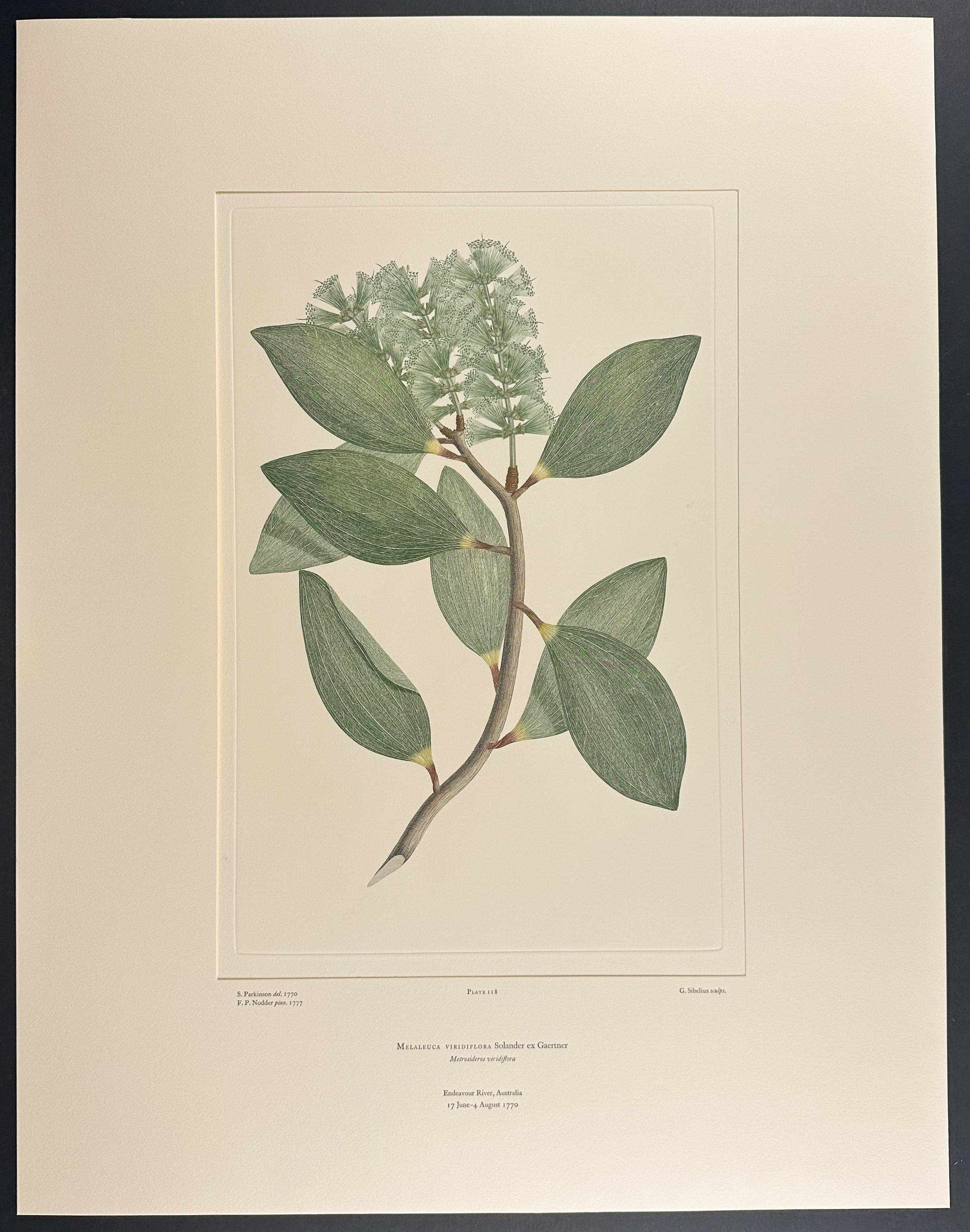 Broad-Leaved Paperbark, White Tea Tree [Melaleuca viridiflora]