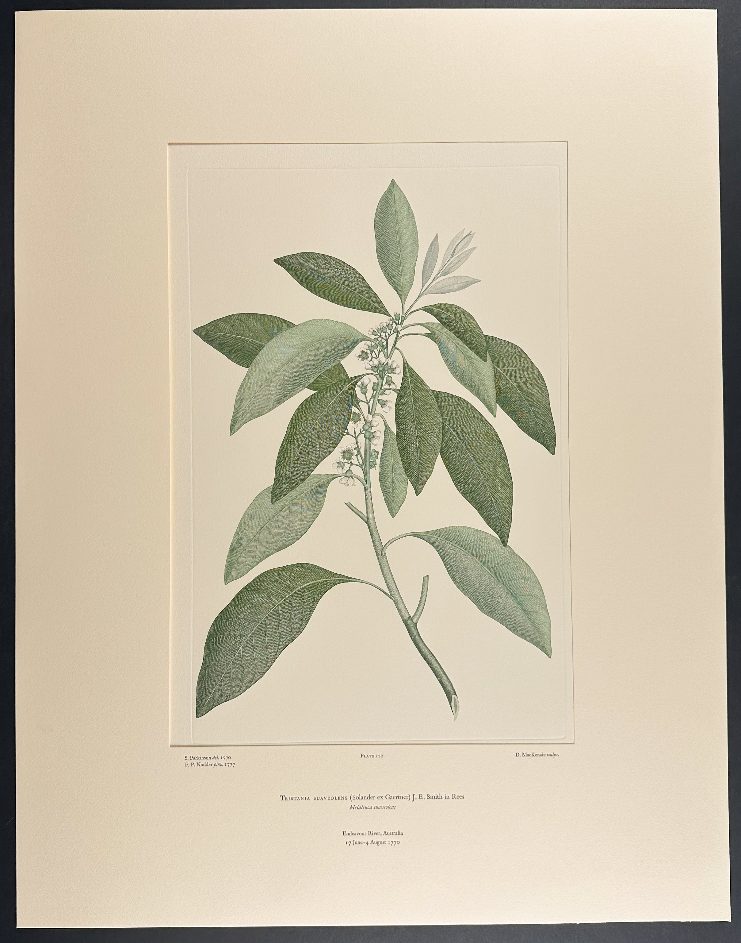 Swamp Turpentine, Water Gum [Tristania suaveolens]