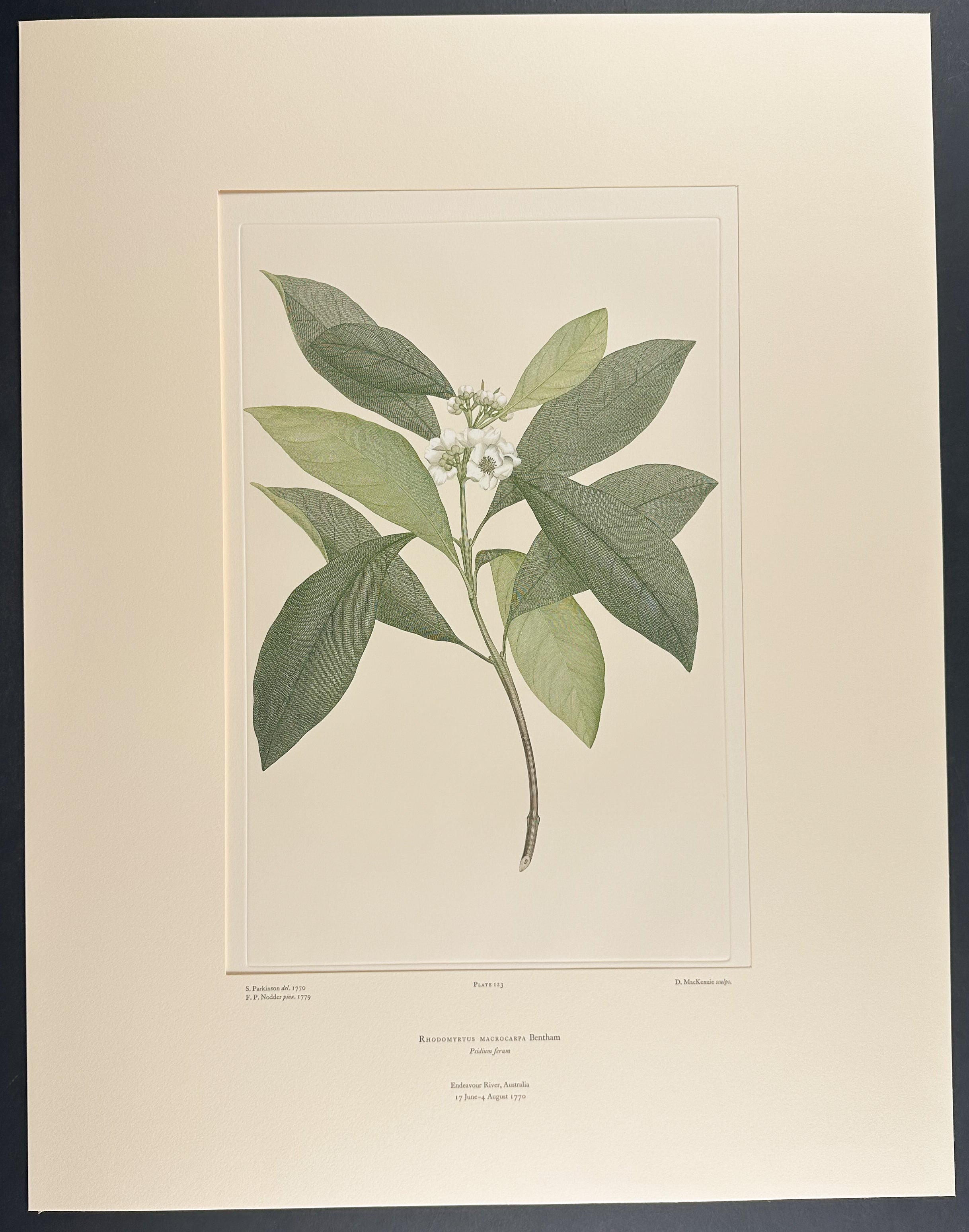 Finger Cherry, Native Finger Cherry [Rhyodomyrtus macrocarpa]