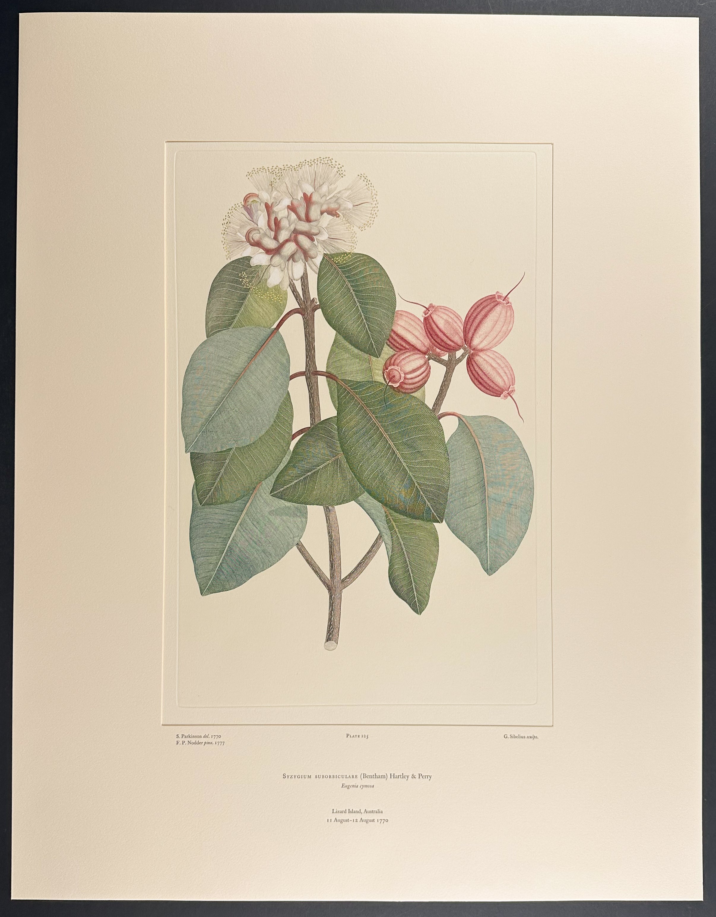 Wild Apple, Large-Leaved Apple [Syzygium suborbiculare]