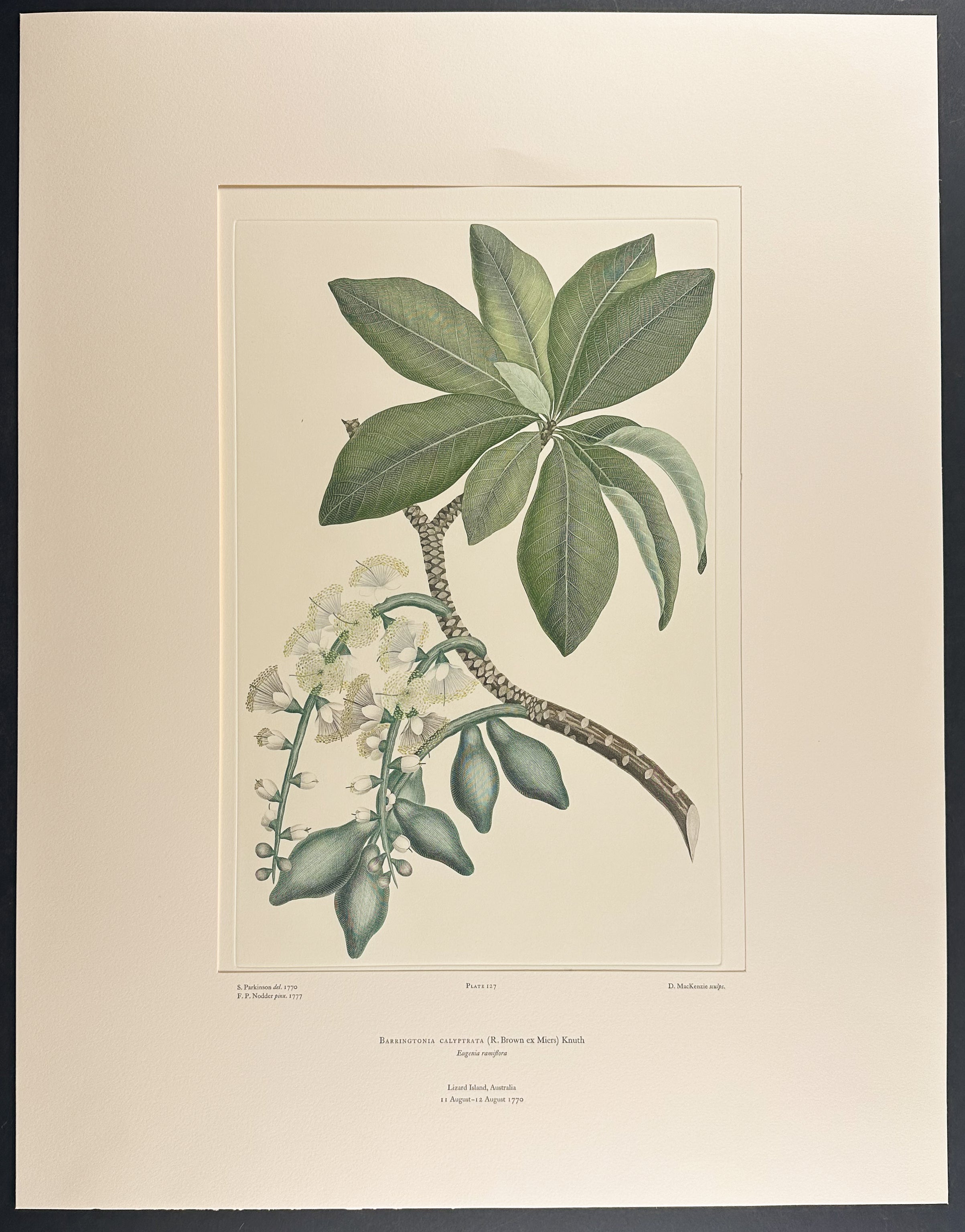 Cassowary Nut, Northern Mangrove [Barringtonia calyptrata]