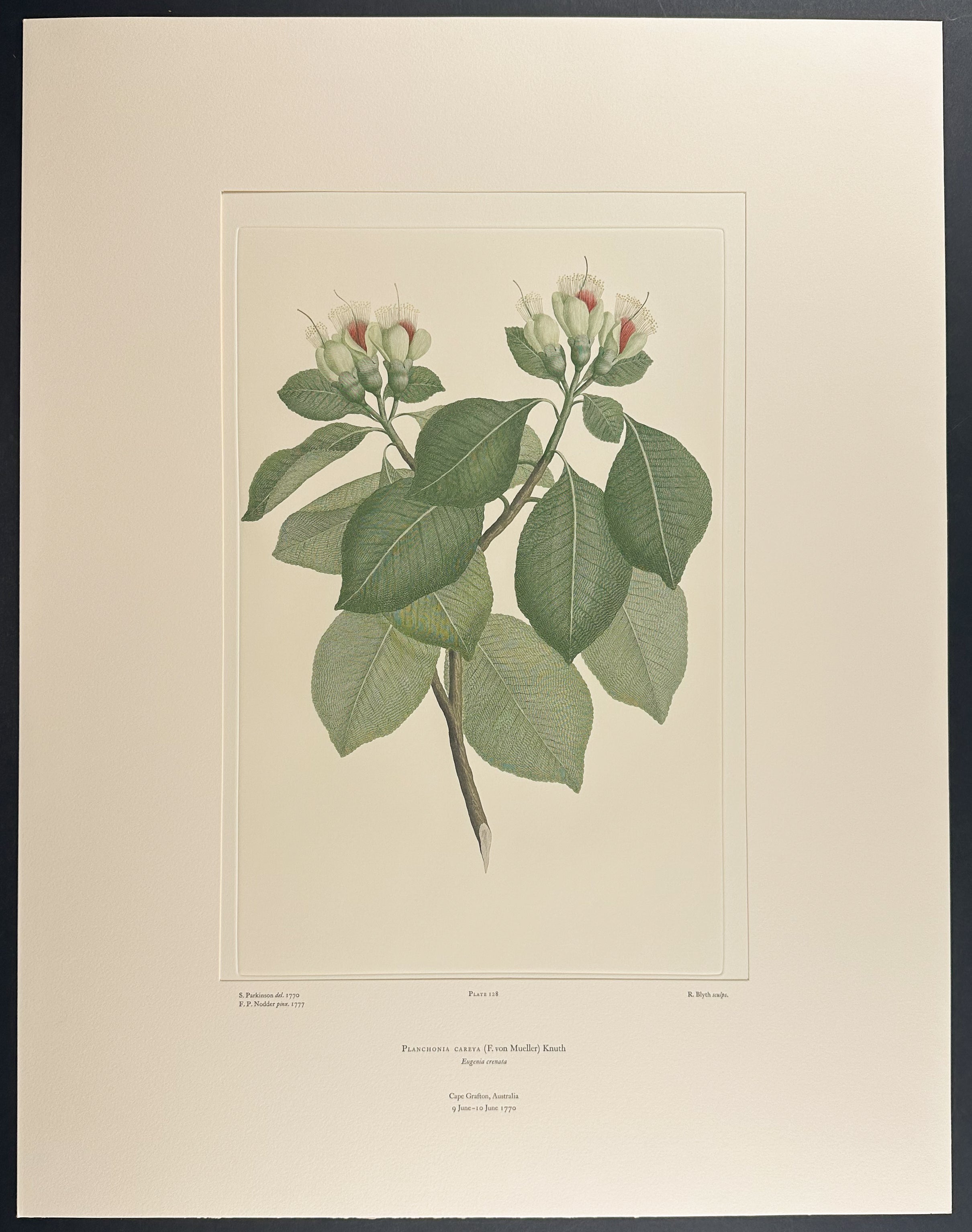 Cocky Apple, Wild Quince [Planchonia careya]