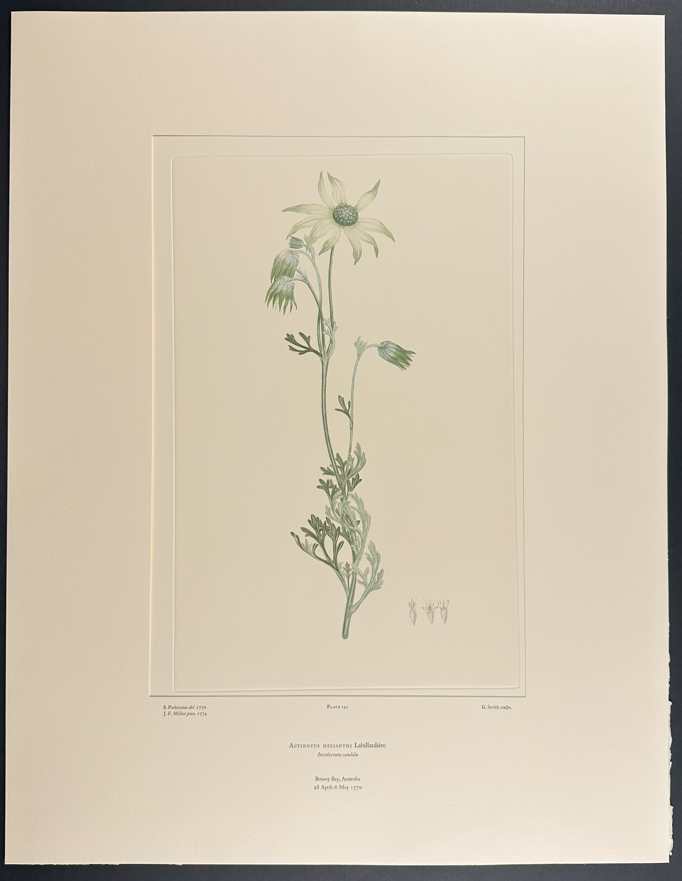 Flannel Flower [Actinotus helianthi]