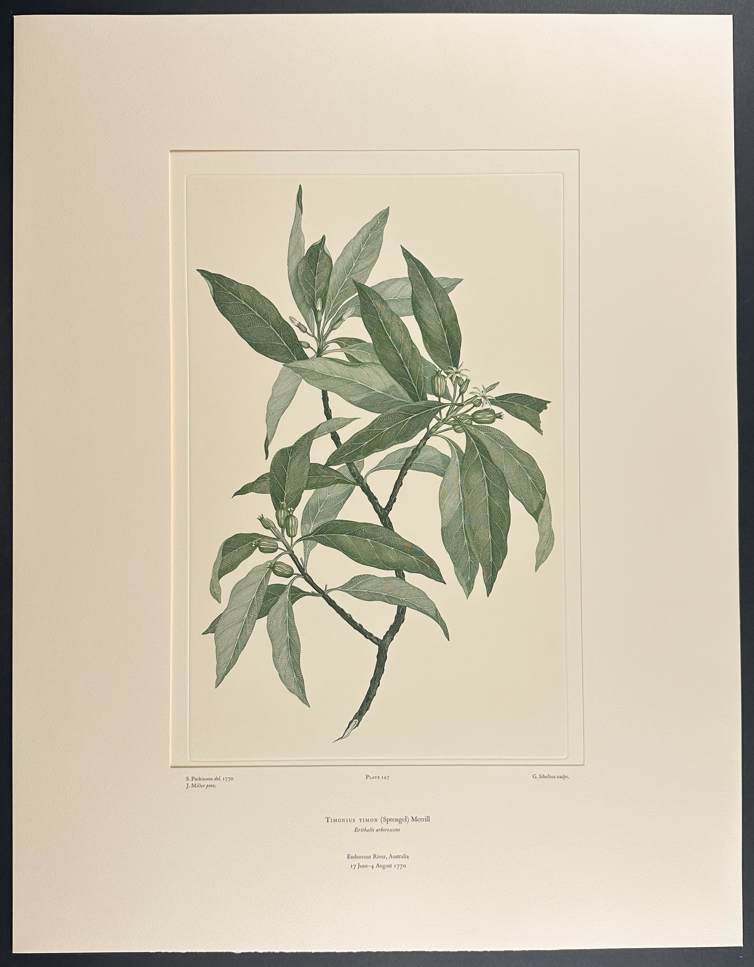 Timon Bush, Scabweed [Timonius timon]