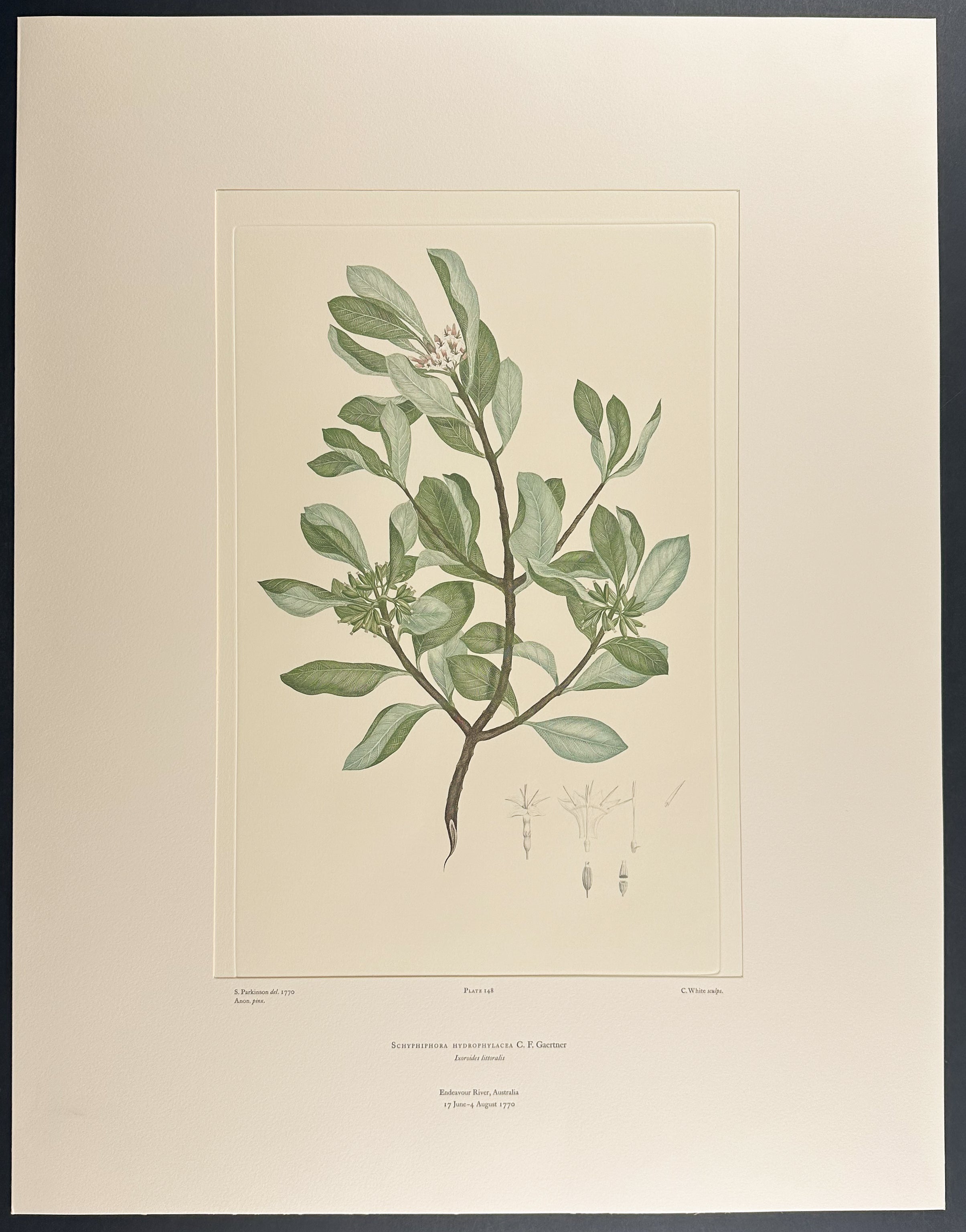 Needle-Flower Mangrove [Schyphiphora hydrophylacea]