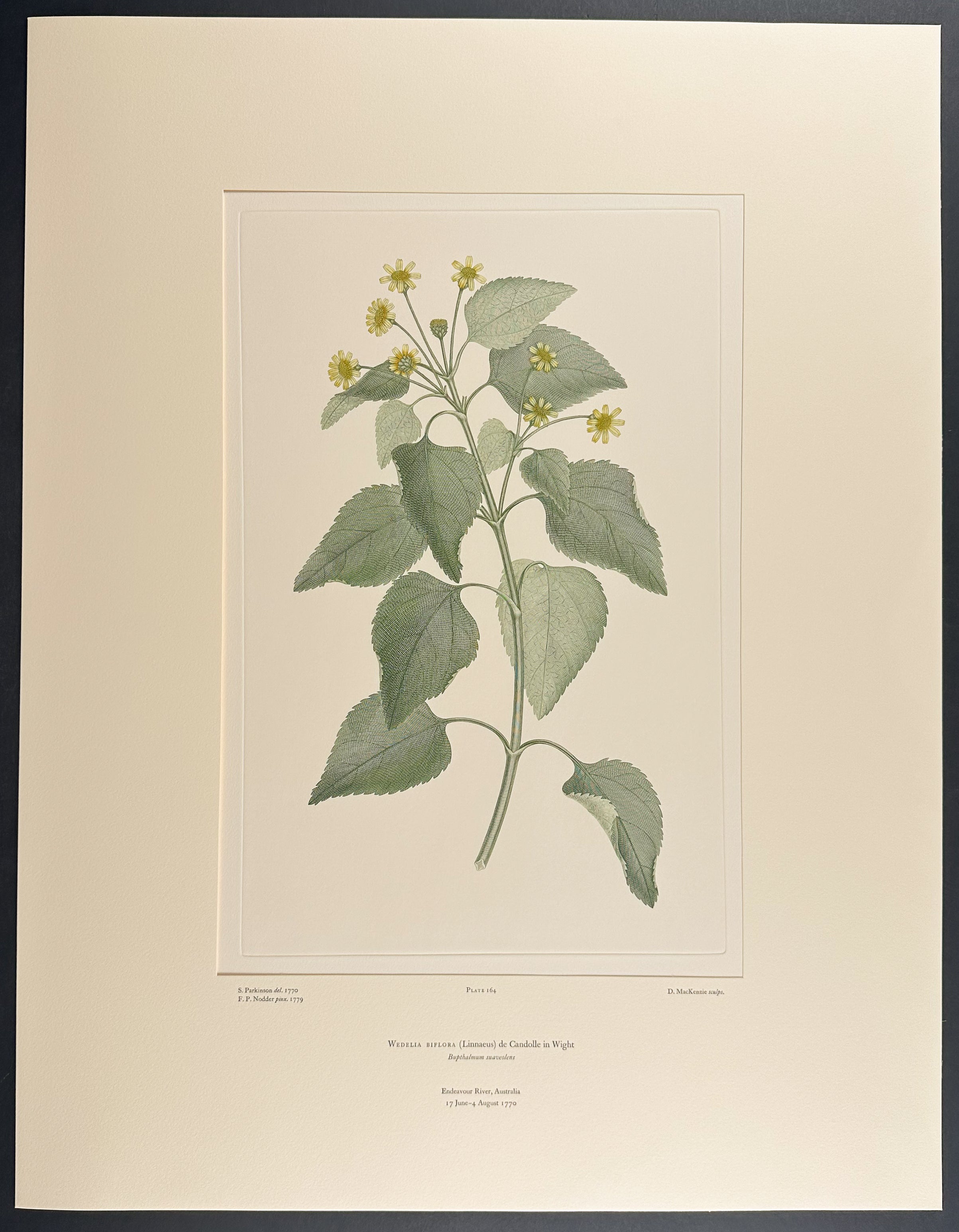 Creeping Daisy, Yellow Buttons [Wedelia spilanthoides]