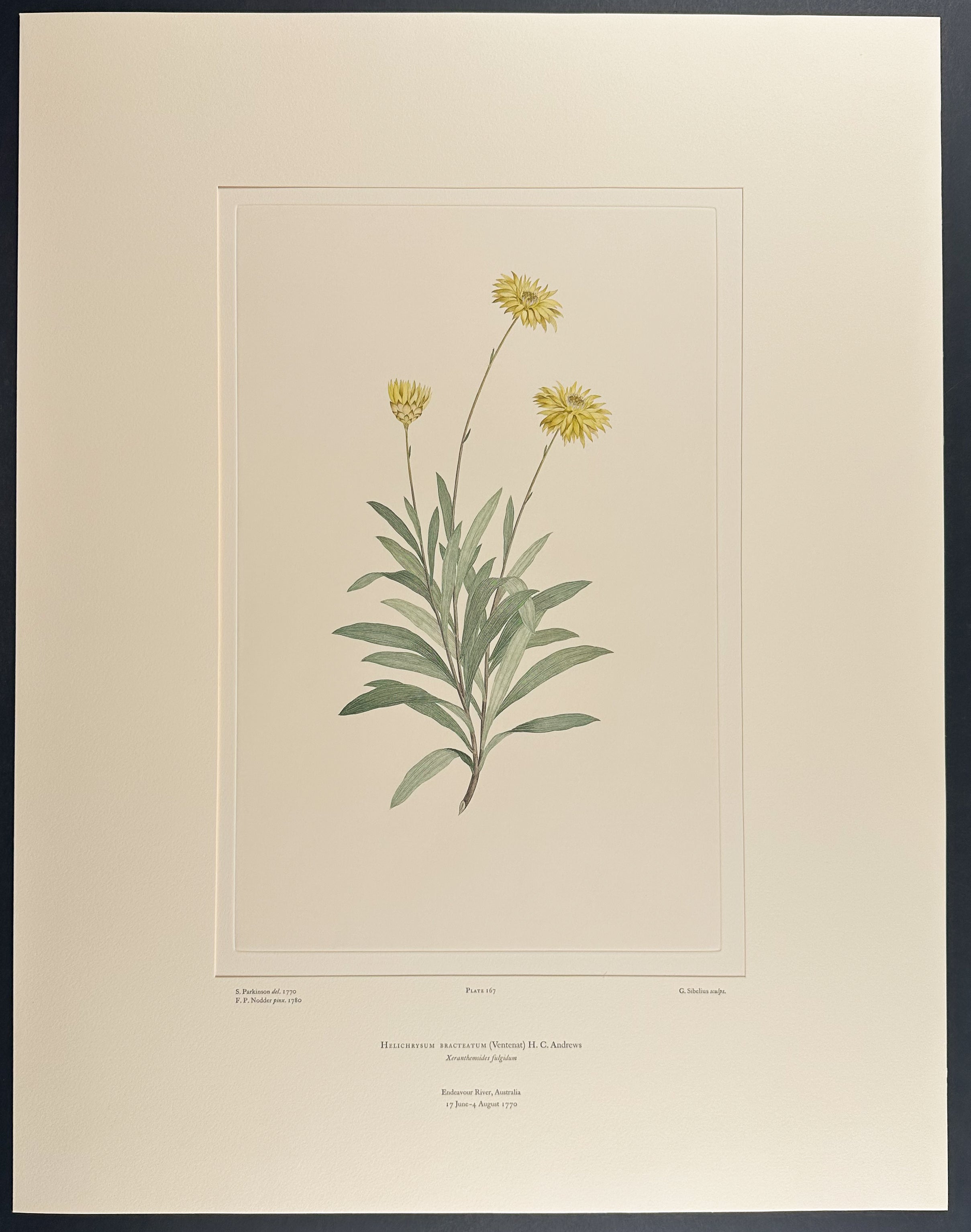 Golden Everlasting, Strawflower [Helichrysum bracteatum]