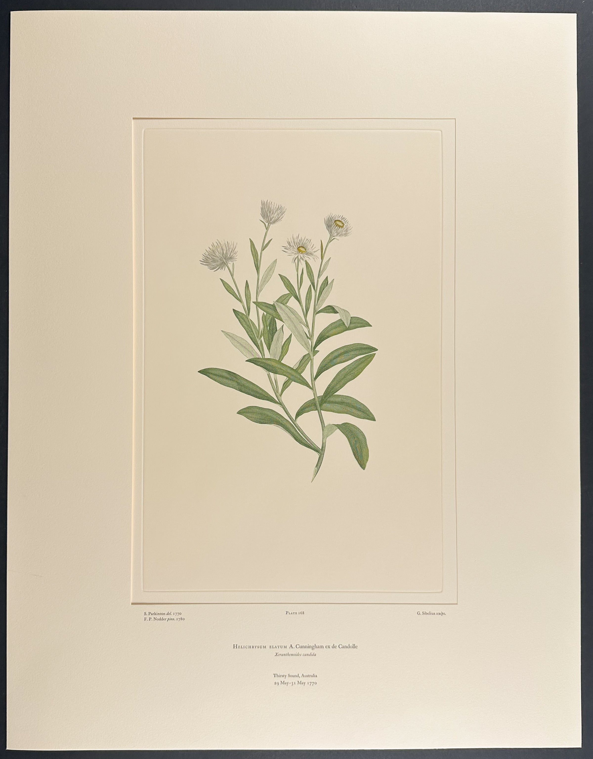 White Everlasting, Yellow Paper Daisy [Helichrysum elatum]