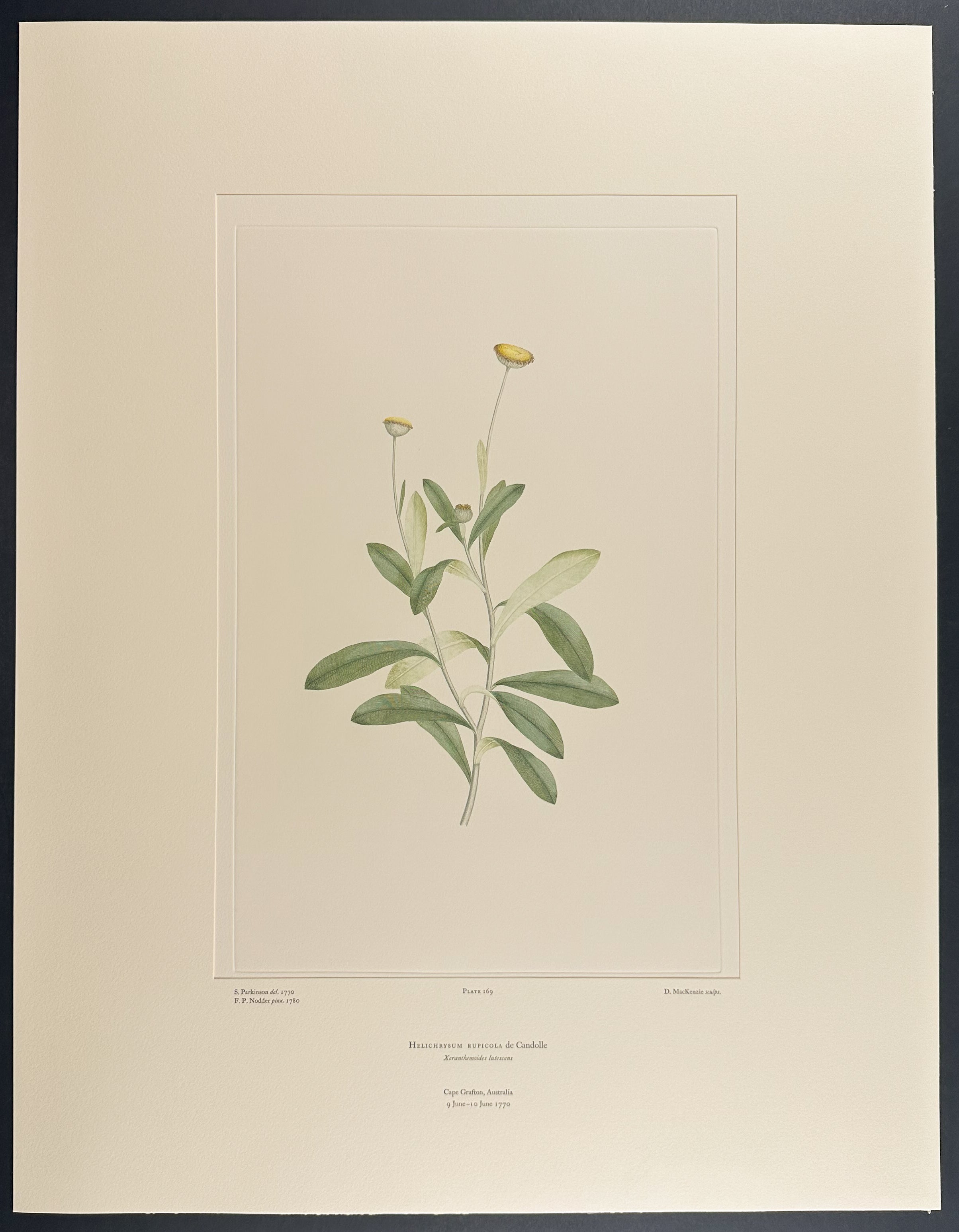 Cliff Everlasting [Helichrysum rupicola]