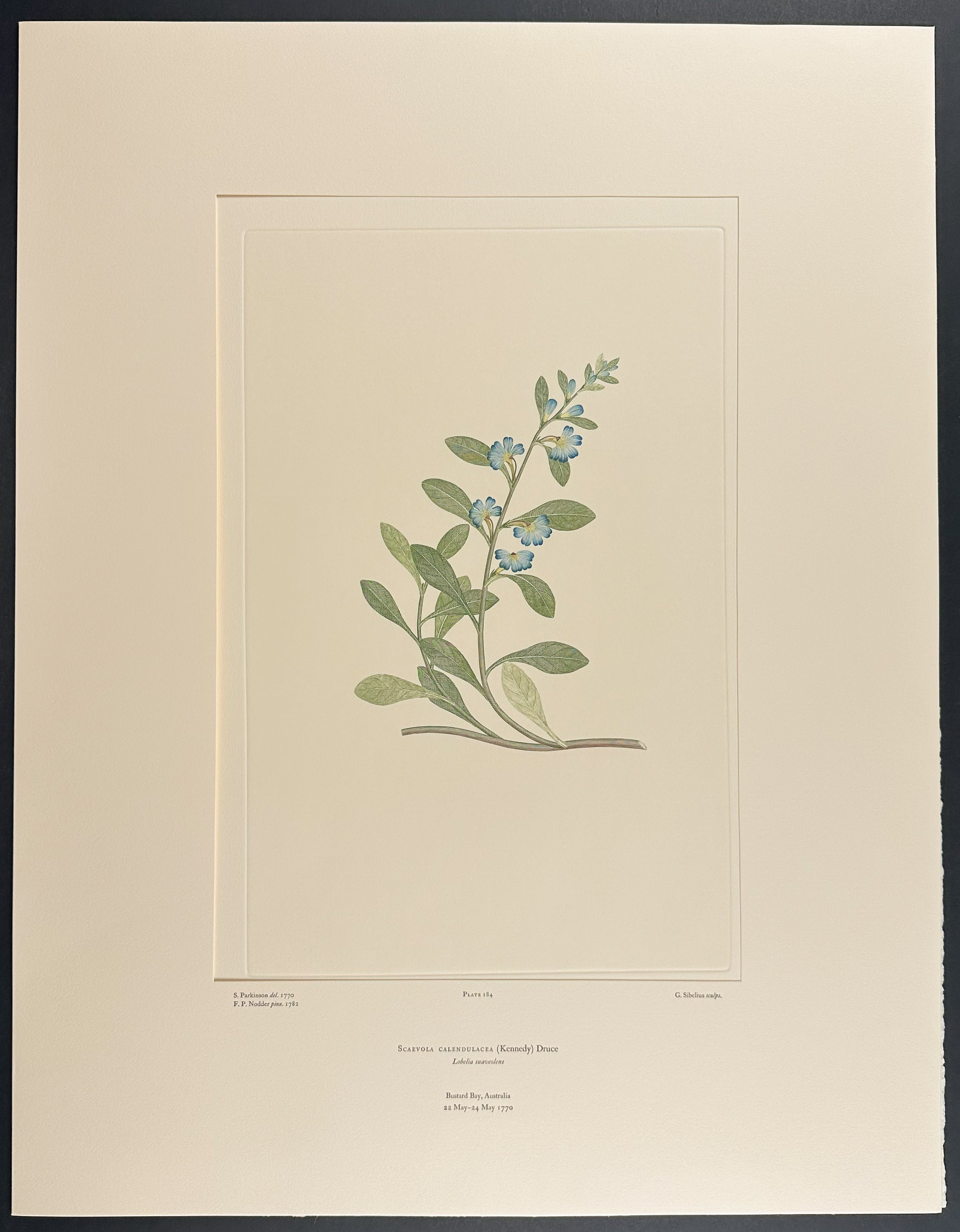 Dune Fanflower [Scaevola calendulacea (Lobelia suaveolens)]
