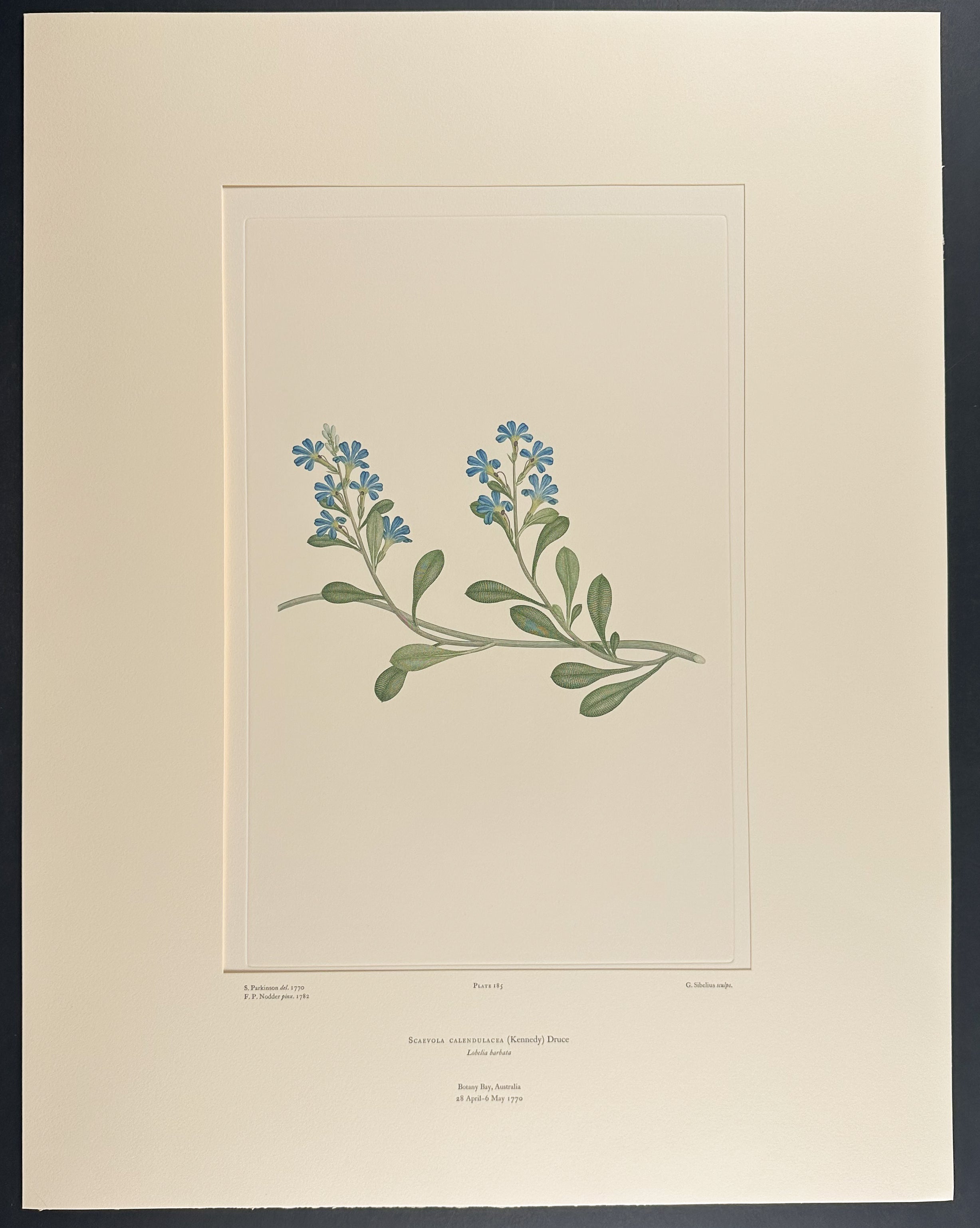 Dune Fanflower [Scaevola calendulacea (Lobelia barbata)]