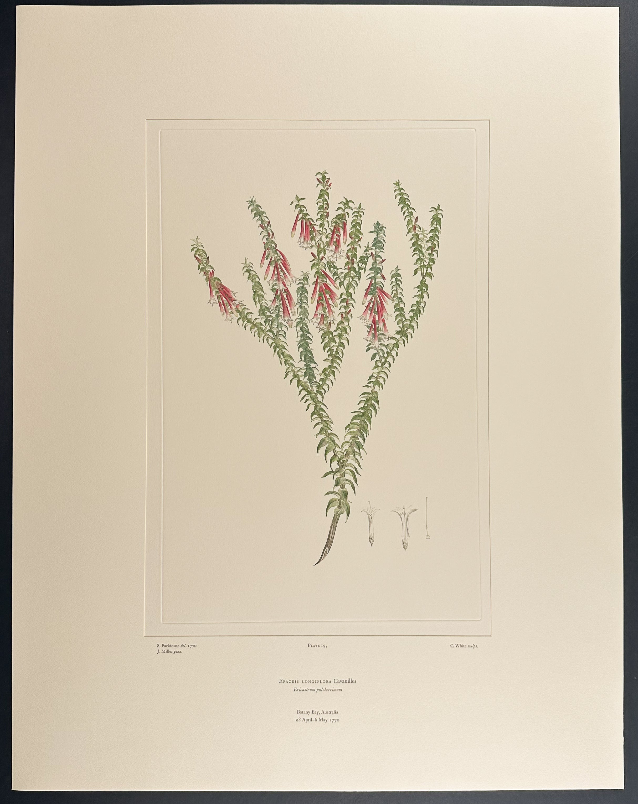 Fuchsia Heath [Epacris Longiflora]