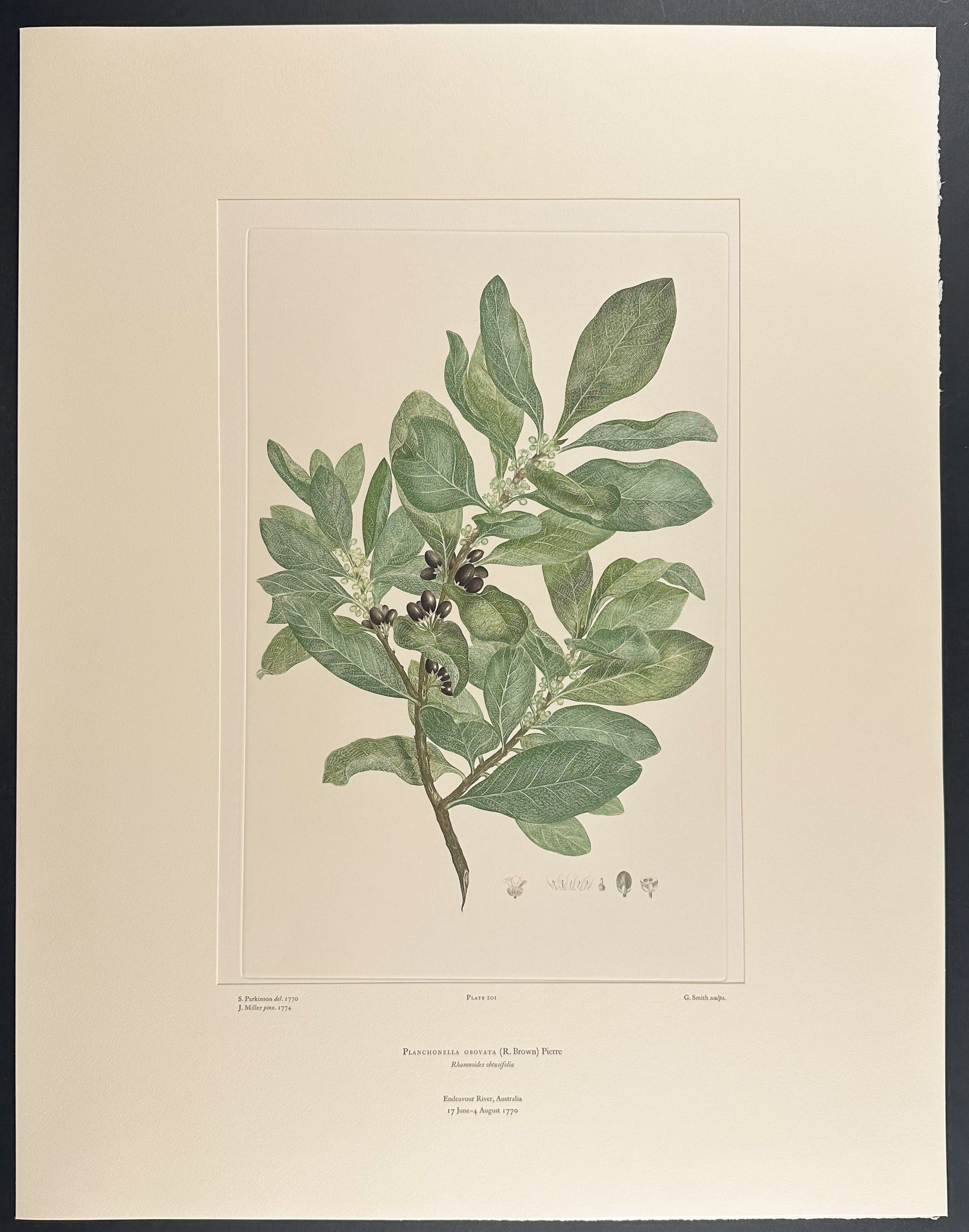Yellow Boxwood, Ivory Boxwood [Planchonella obovata]