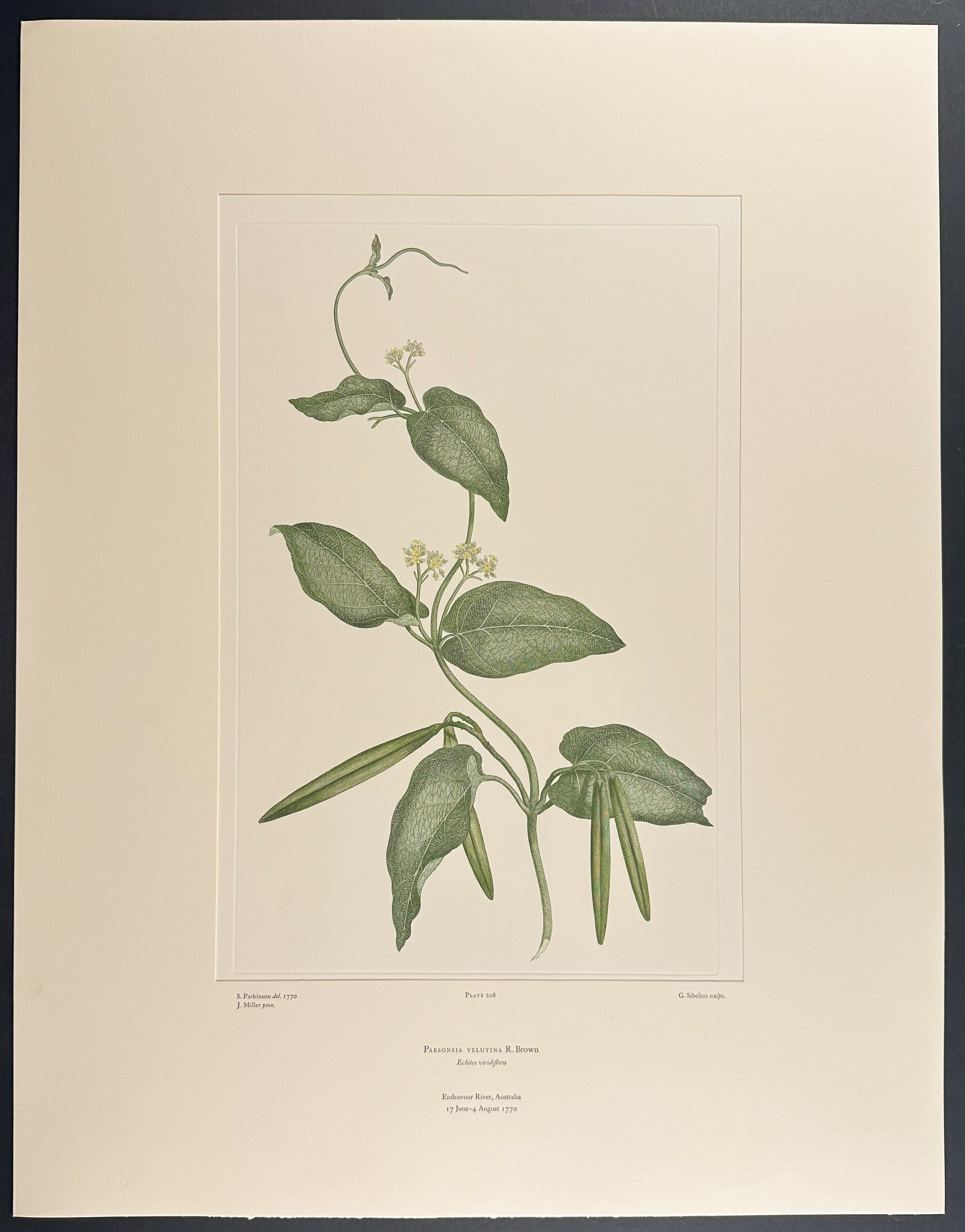 Spiked Chain Fruit [Alyxia spicata]