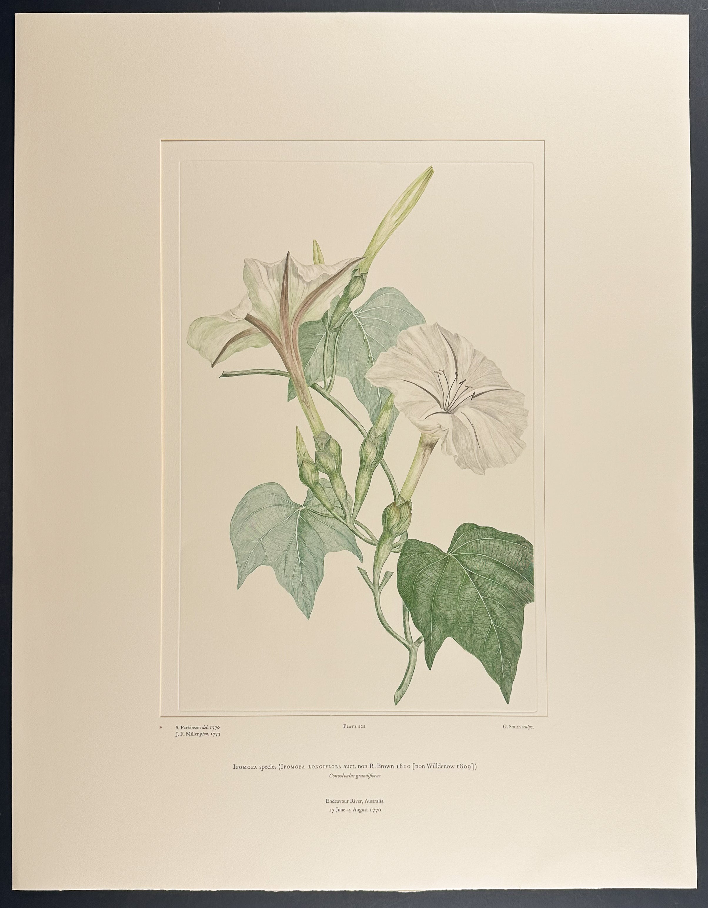 Longflower Morning Glory [Ipomoea longiflora]