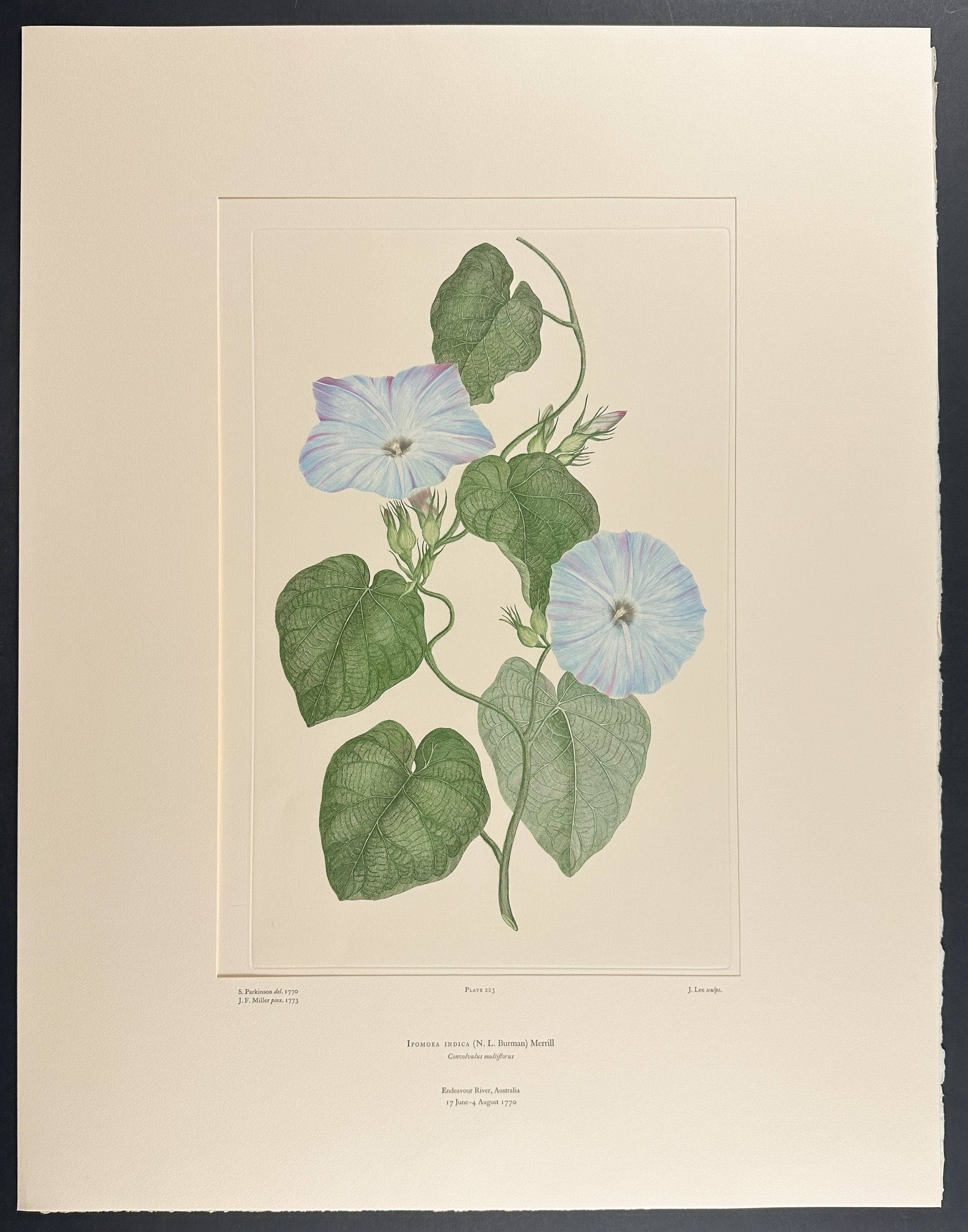 Blue Morning Glory, Purple Morning Glory [Ipomoea indica]