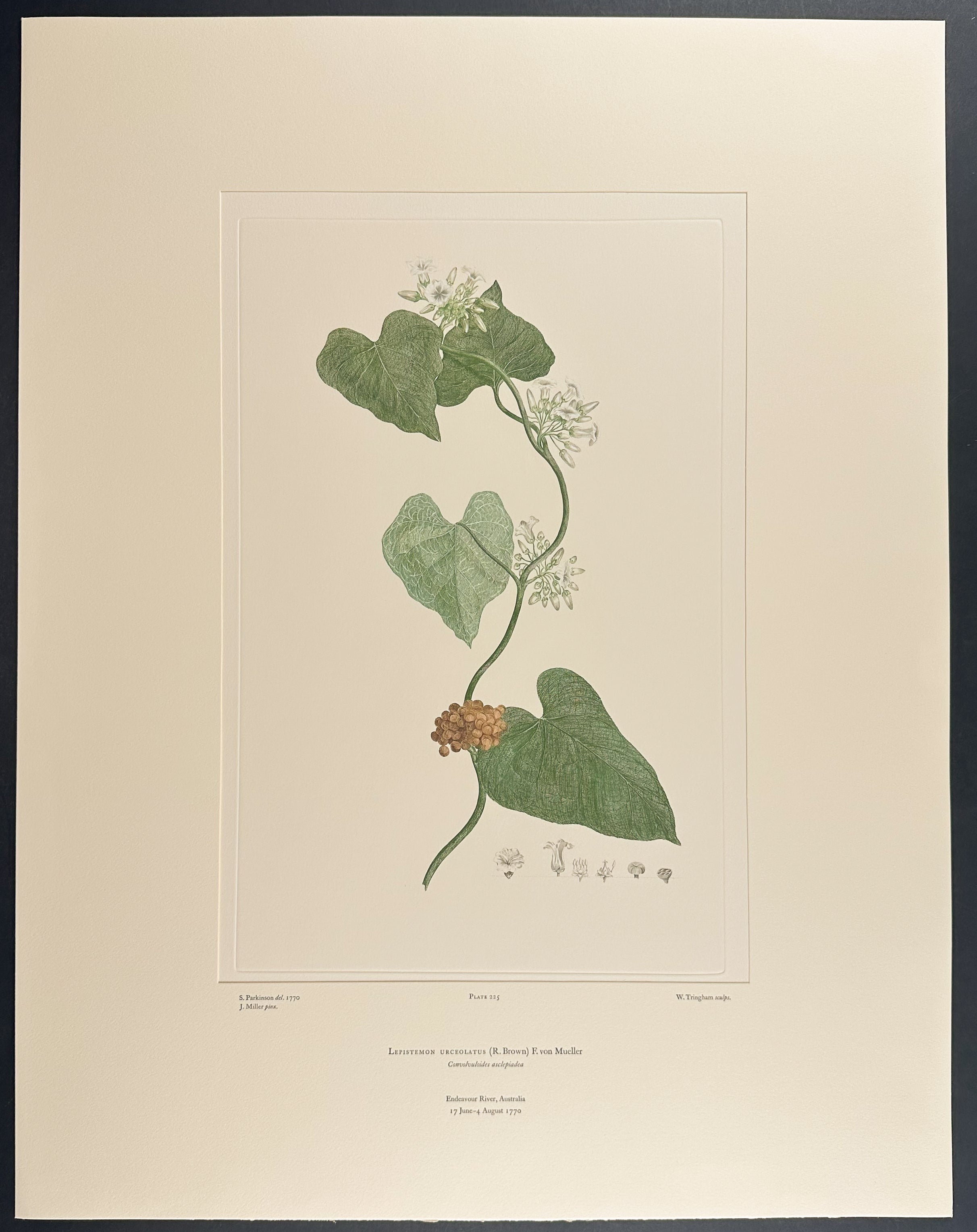 Urn-Flower Lepistemon [Lepistemon urceolatus]