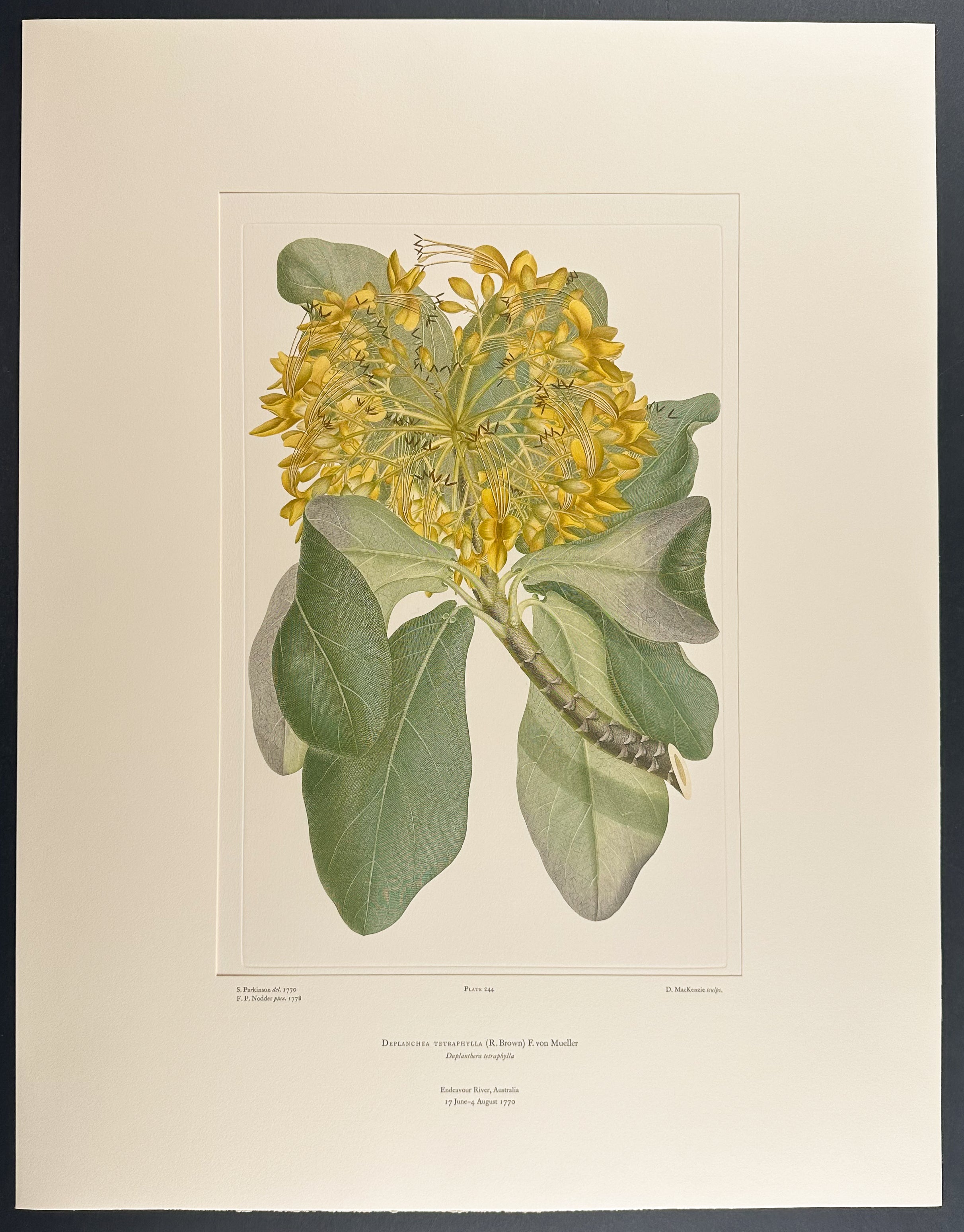 Golden Bouquet Tree, Yellow Cascara [Deplanchea tetraphylia]