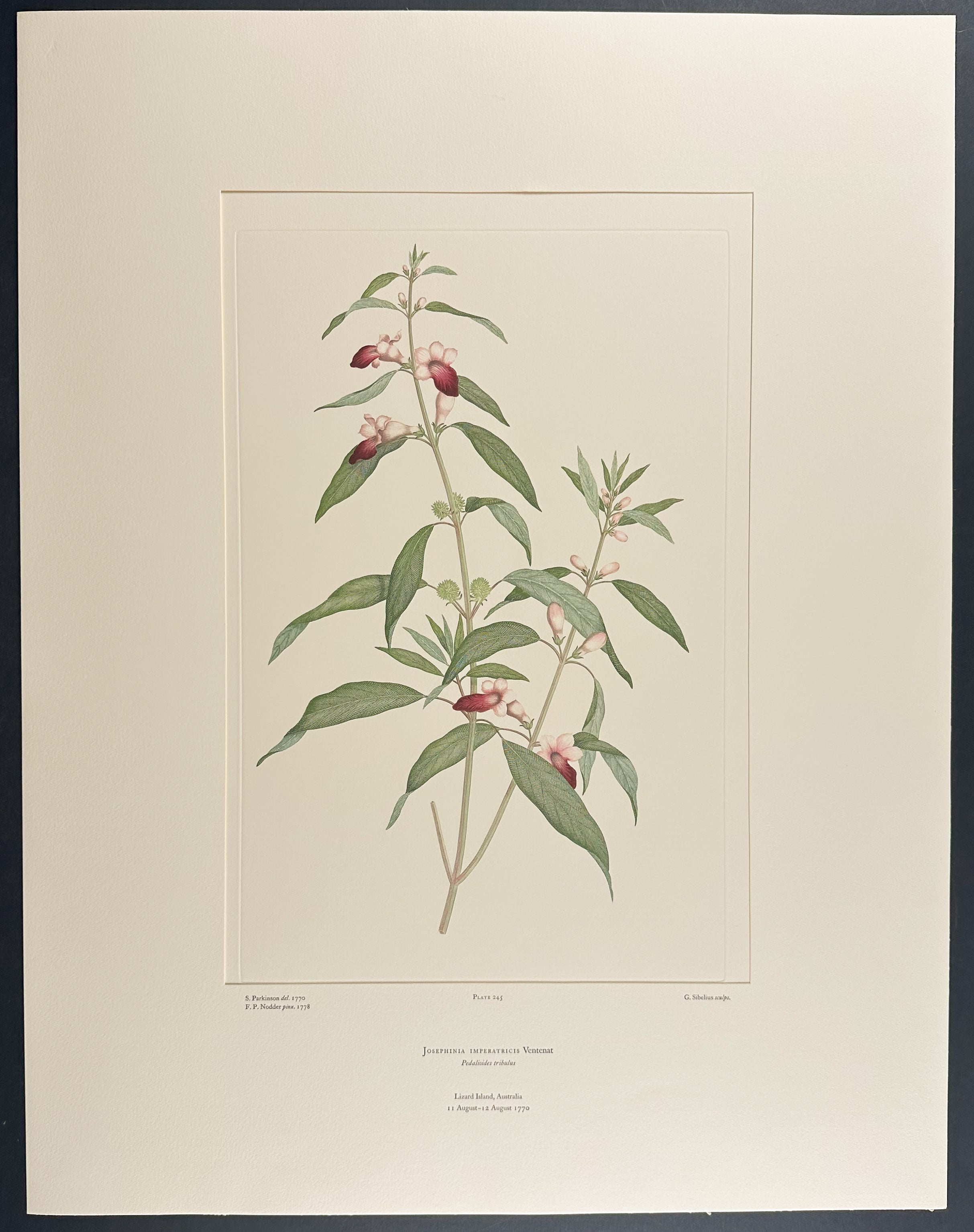 Sand Sesame, Native Foxglove [Josephinia imperaticis]