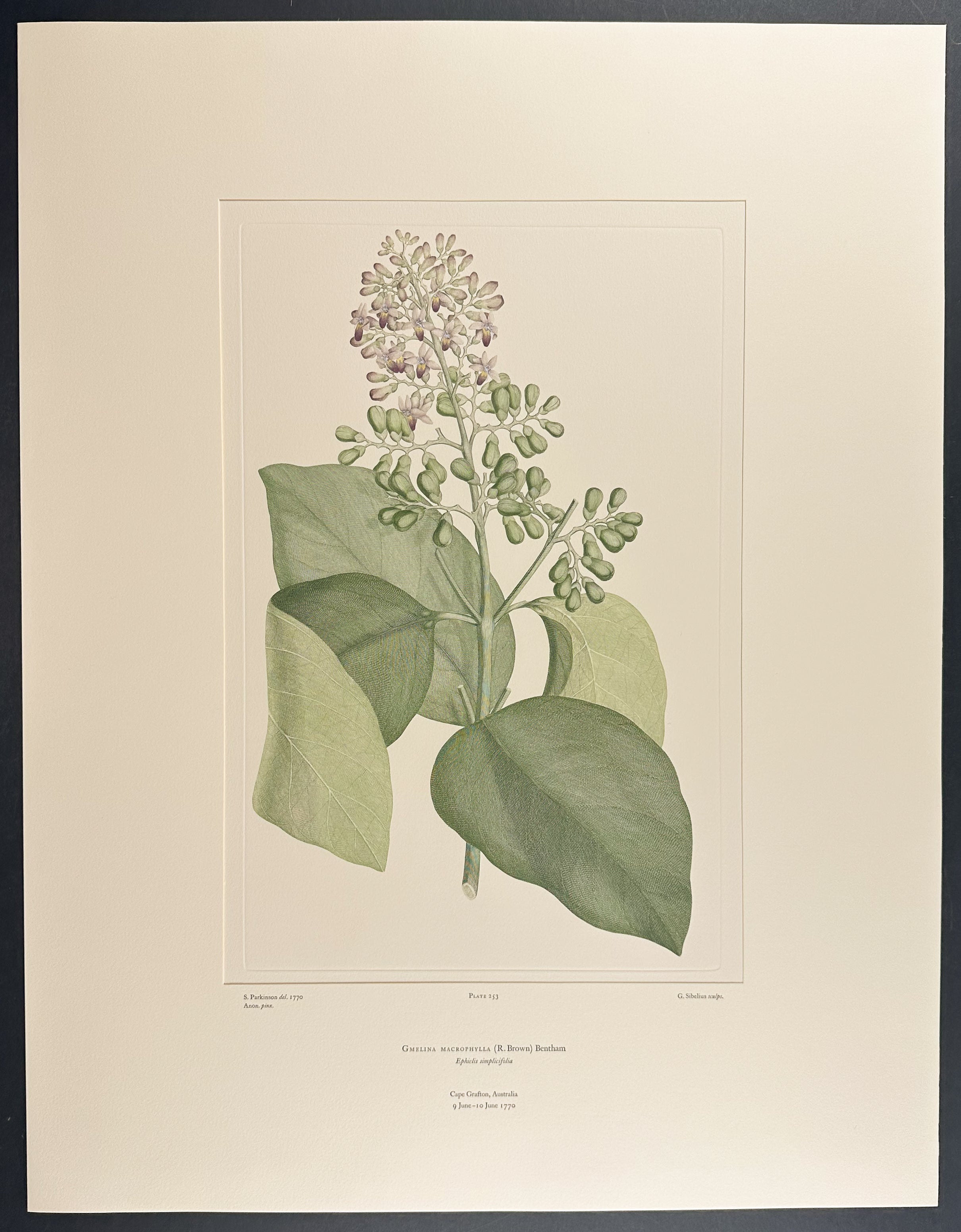 Large-Leaved Beech [Gmelina macrophylla]