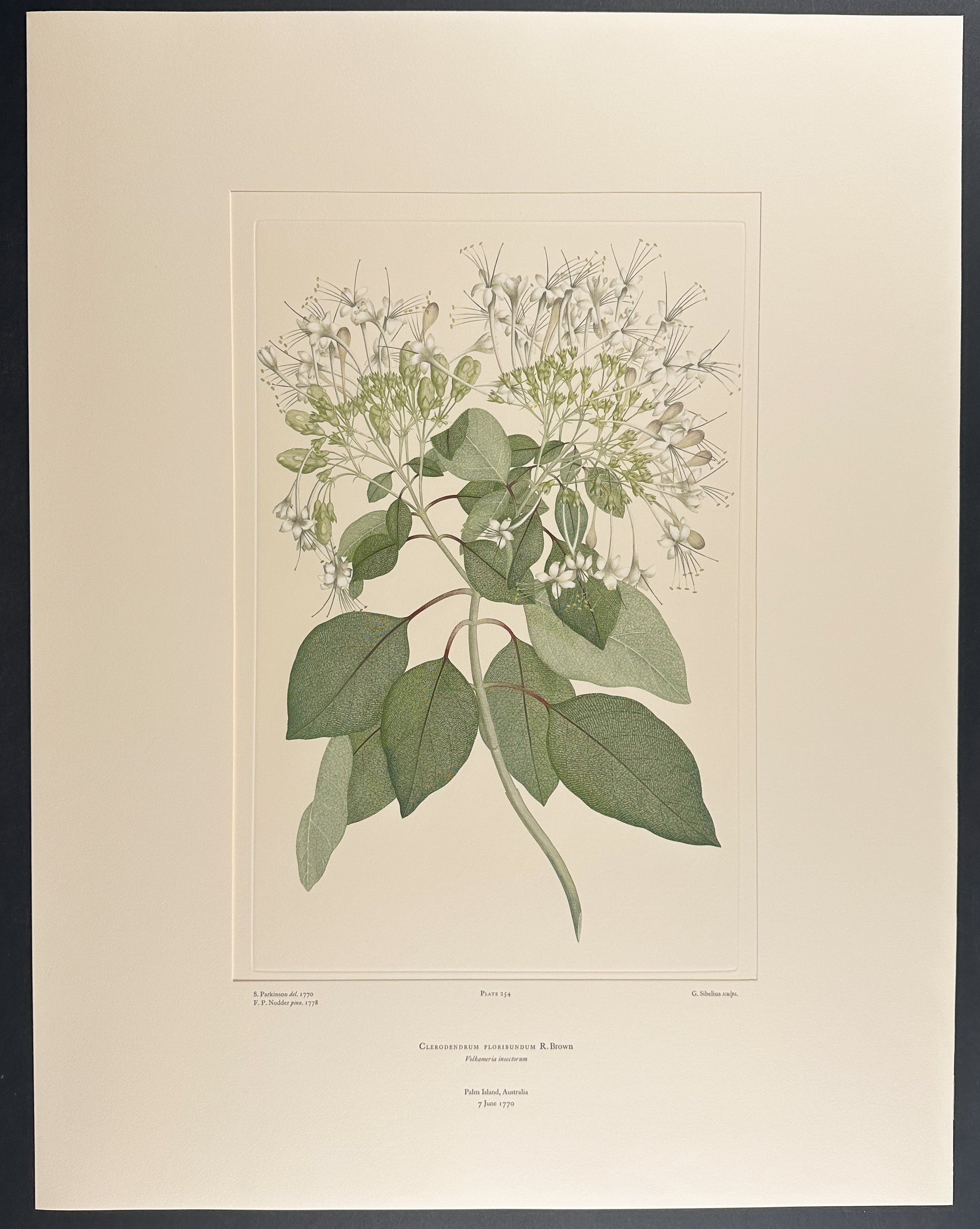 Smooth Shrinking Glory-Bower, Lollybush [Clerodendrum floribundum]
