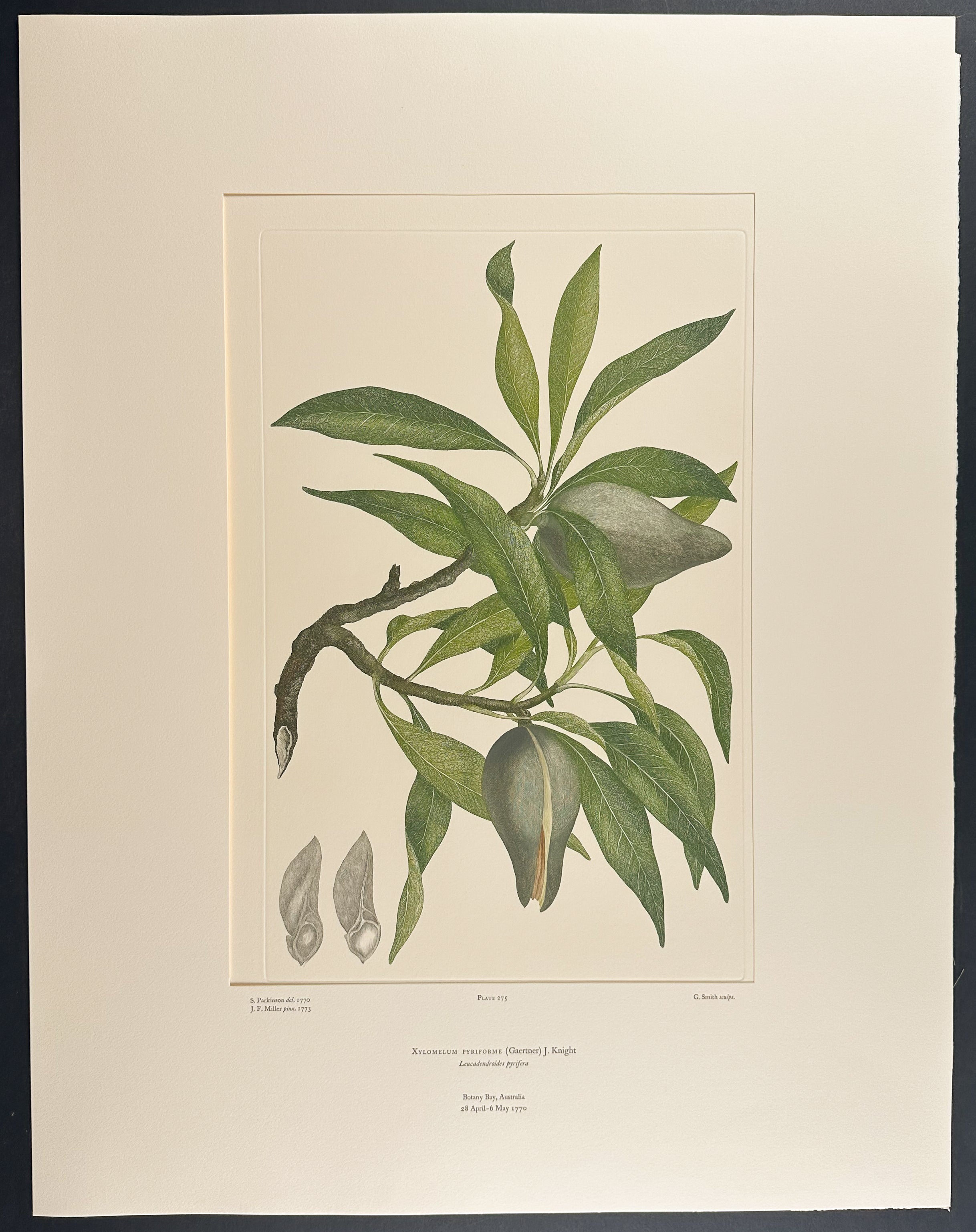 Woody Pear, Wooden Pear [Xylomelum pryiforme]