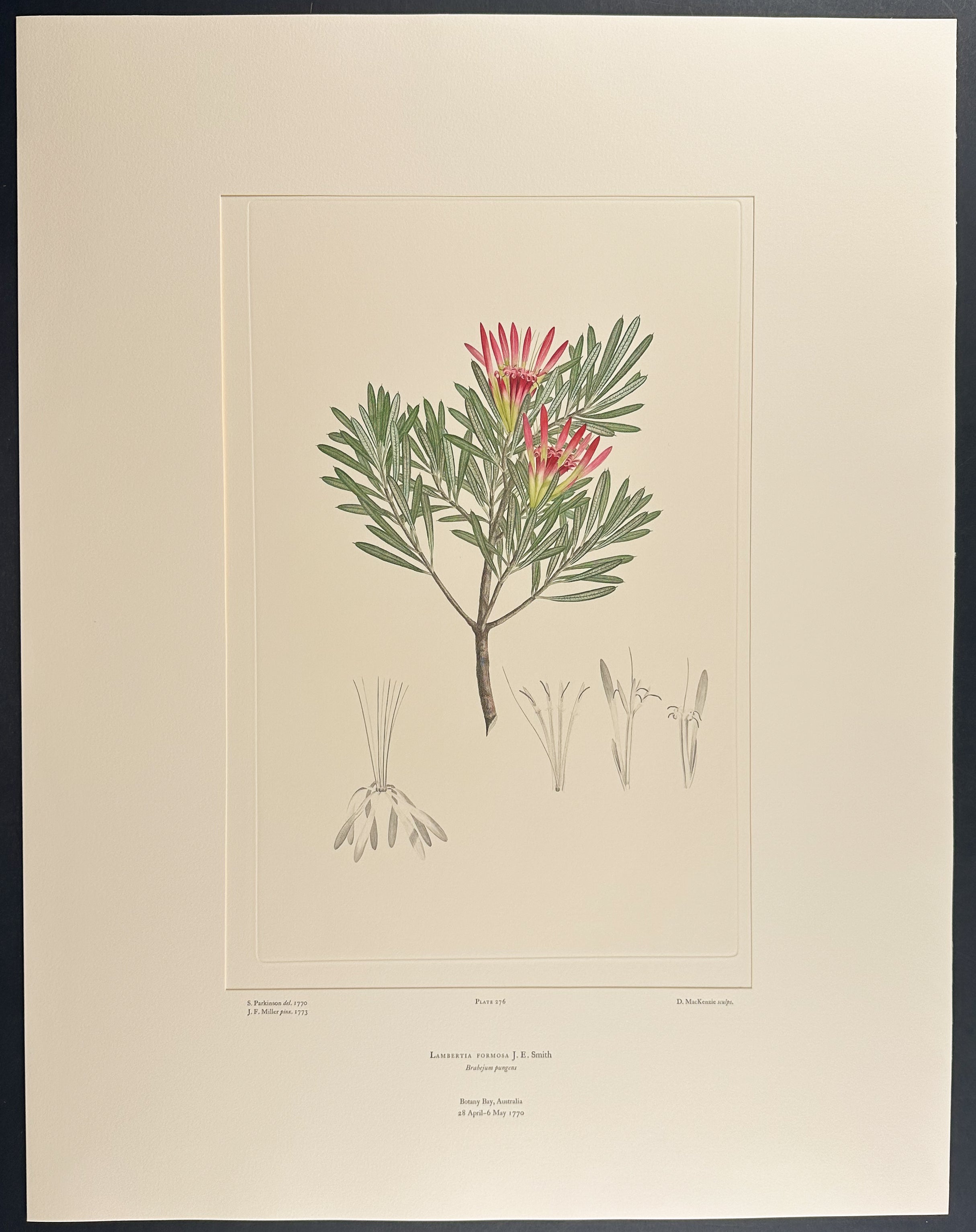 Mountain Devil [Lambertia formosa]