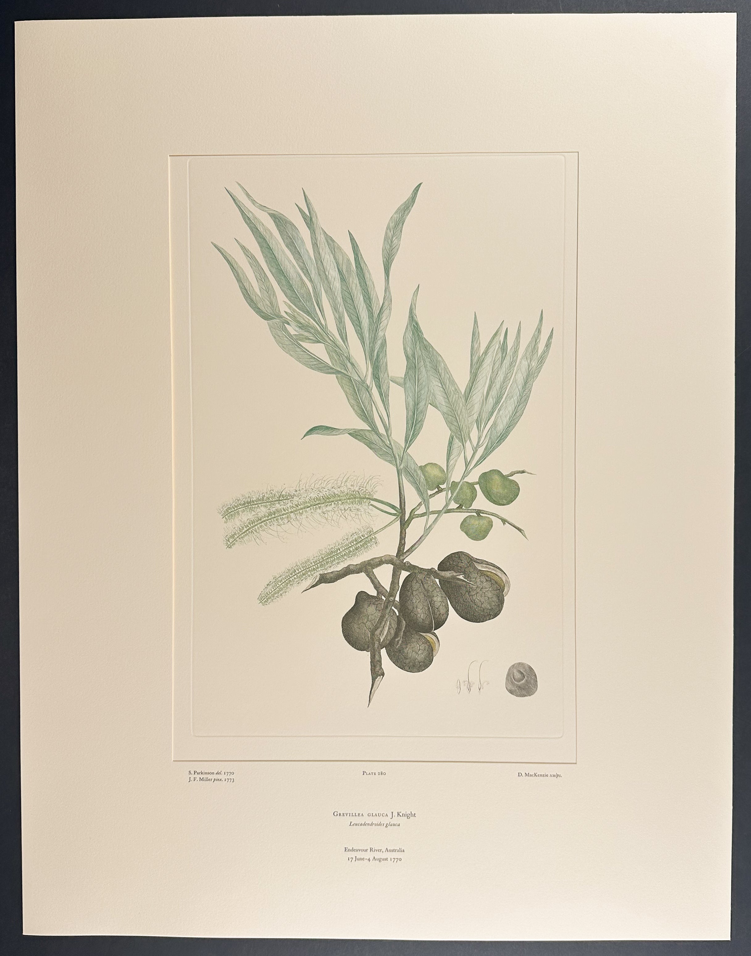 Scrambling Grevillea, Grey-Leaved Grevillea [Grevillea glauca]